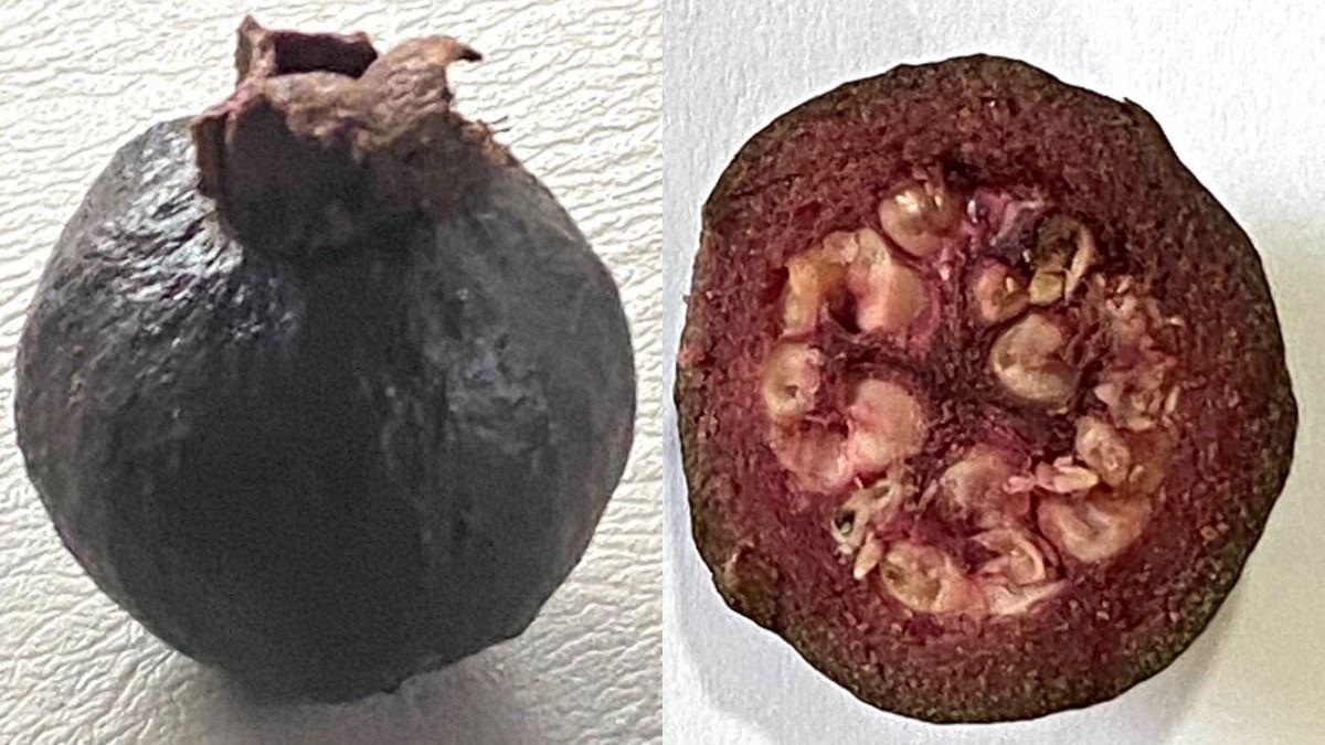 1200x675 Rare black guava photo leave Twitterverse surprised. Seen yet?