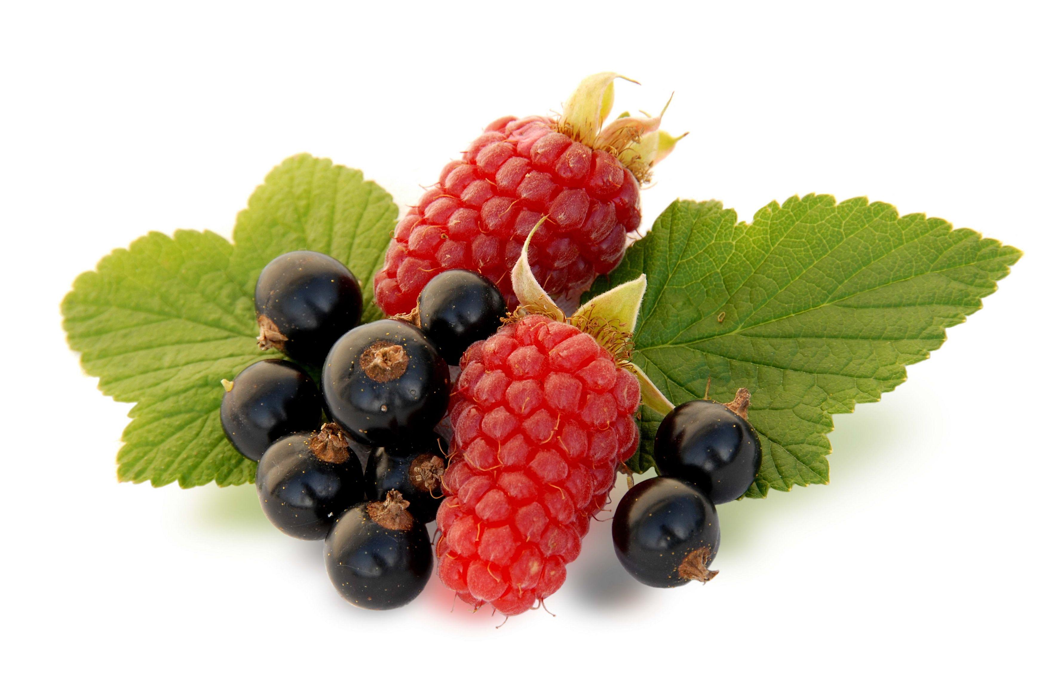 3485x2333 Black, Currant, Raspberry, White, Background, Hd, desktop, wallpaper, background, free, photo