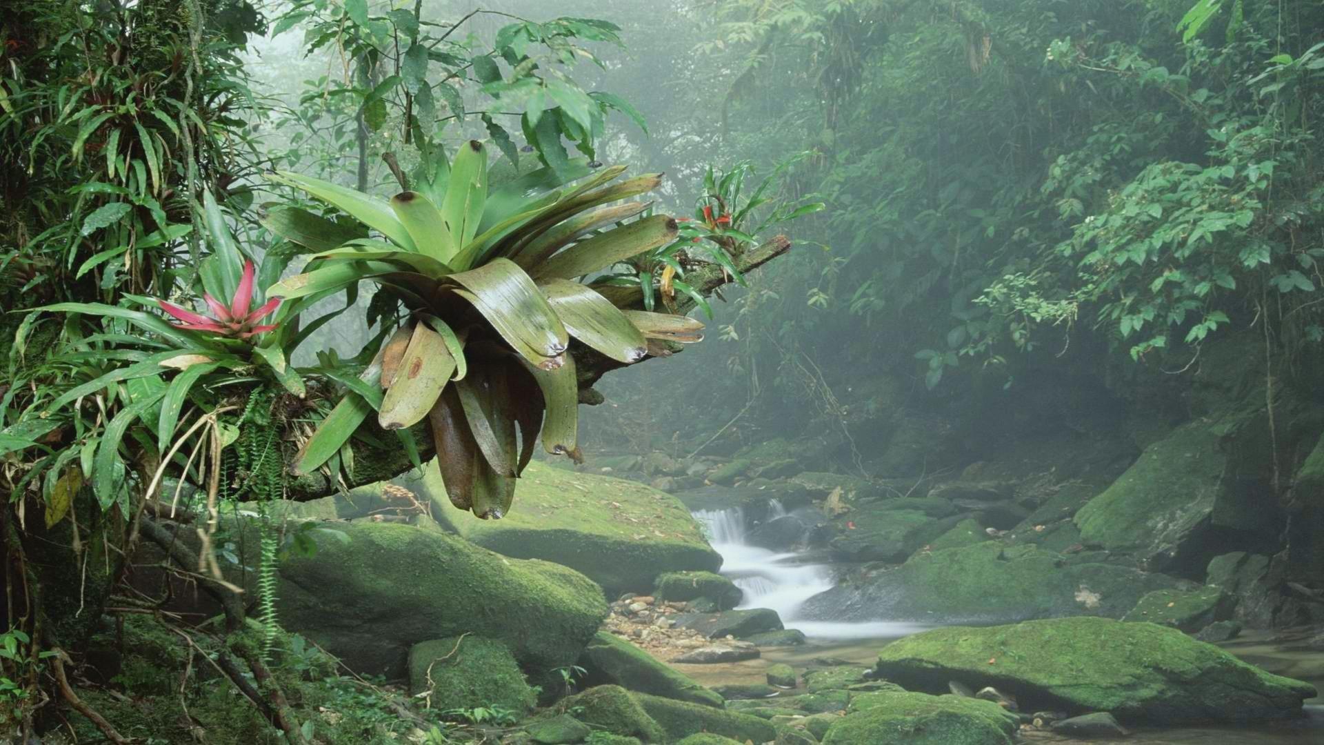 1920x1080 Brazil Desktop Wallpaper HD