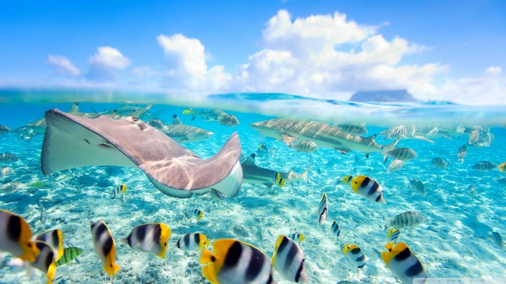 1920x1080 Mobile and Desktop Wallpaper HD. Honeymoon island, Underwater wallpaper, Tropical fish picture