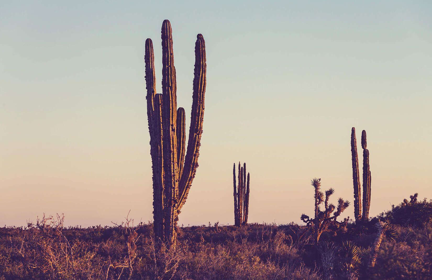 1650x1070 Mexican Sunrise Wallpaper Mural