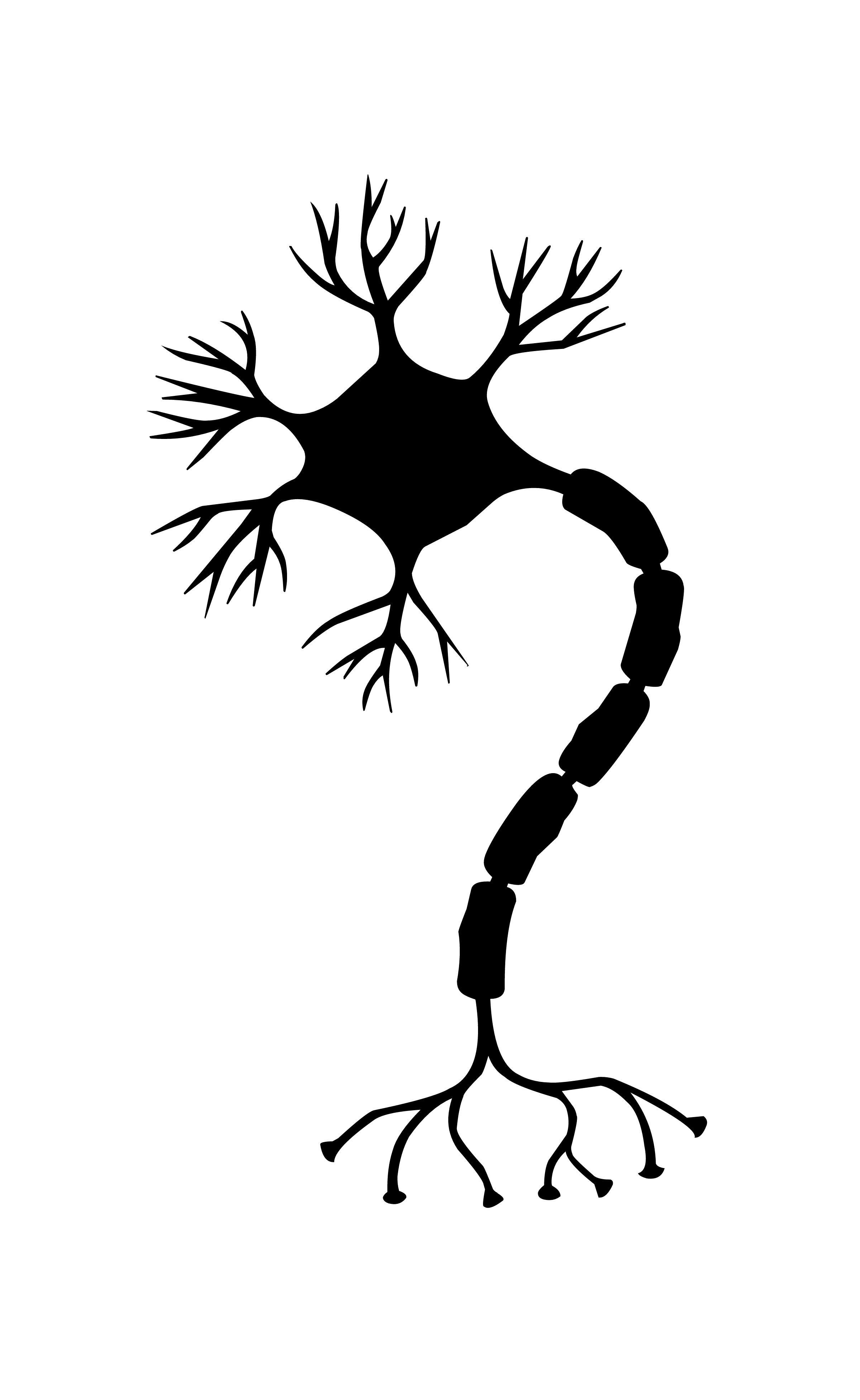 2400x3904 Free of brain, nerve cell, nervengeflecht