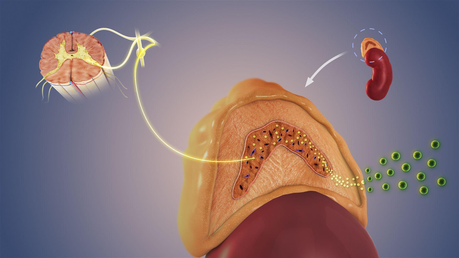 1920x1080 Autonomic nervous