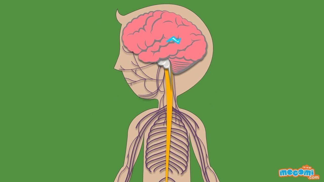 1280x720 How does the Nervous System Work? For Kids