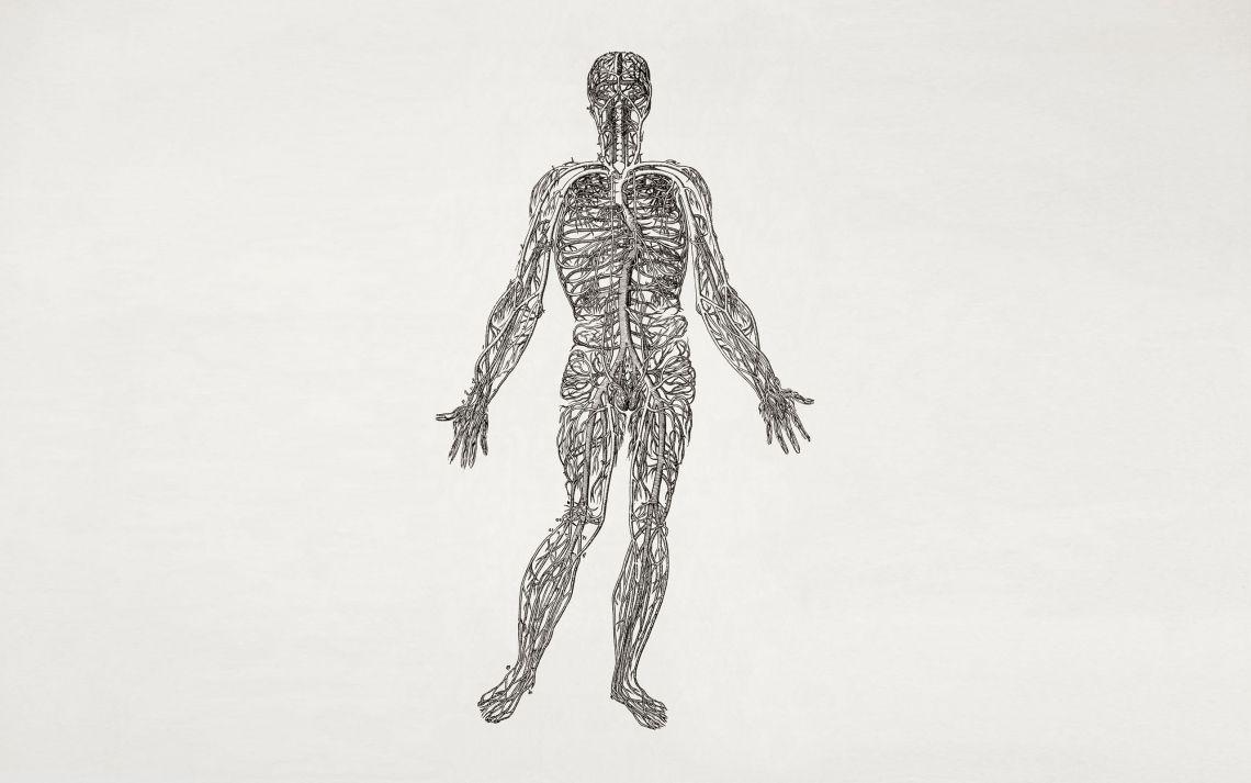 1140x713 Free photo of Nervous system