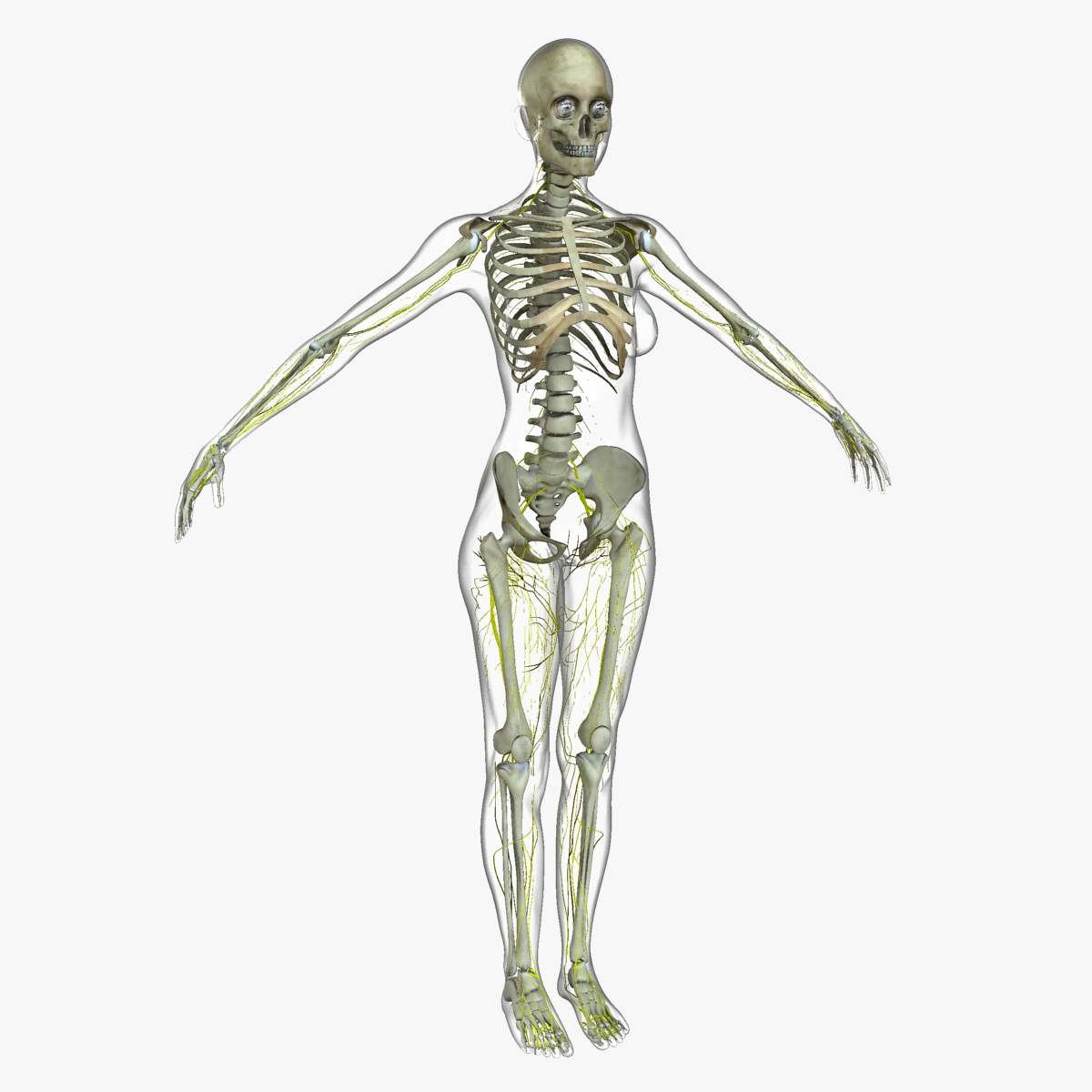 1200x1200 Female Central Nervous System with Skeleton 3D Model