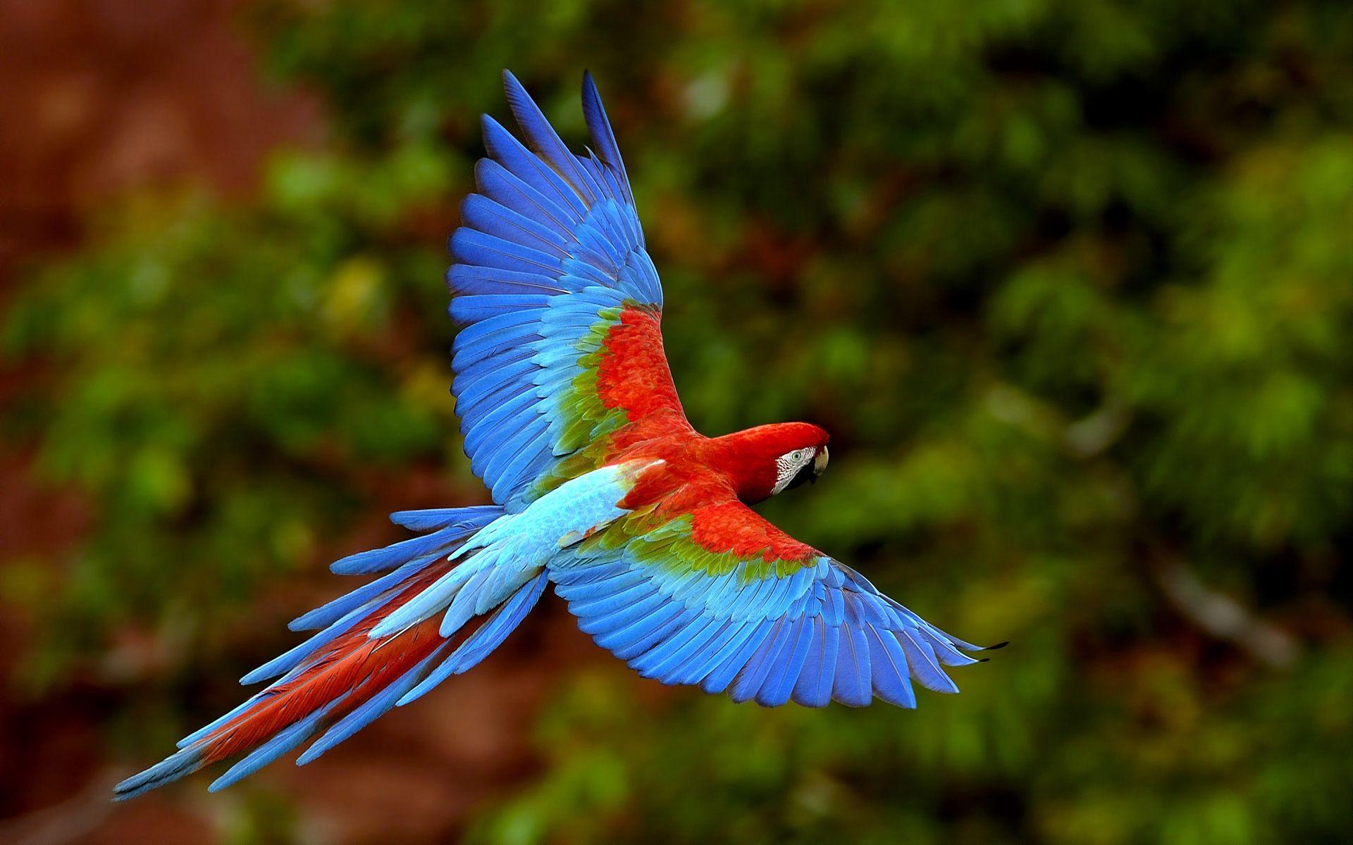1920x1200 Parrot in Brazil wallpaper and image, picture, photo