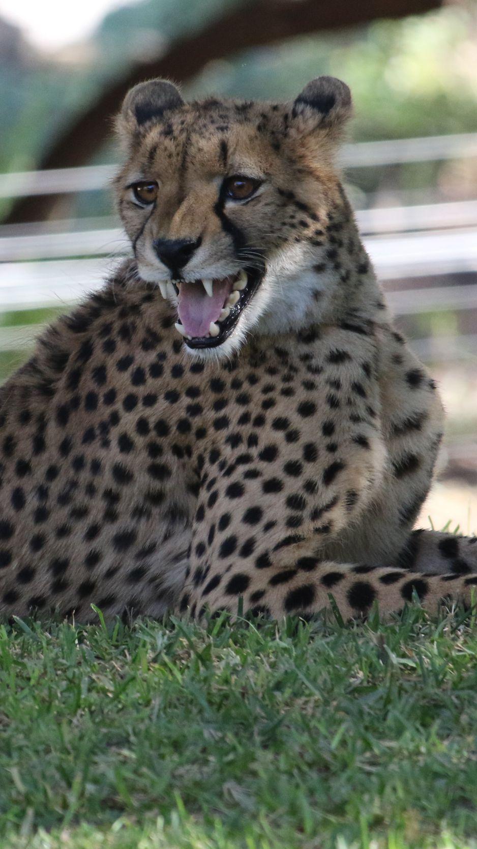 938x1668 Download Wallpaper 938x1668 Leopard, Big Cat, Predator, Jaws Iphone 8 7 6s 6 For Parallax HD Background