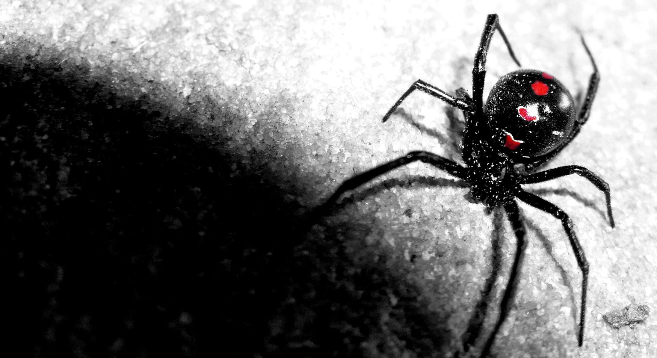 2193x1195 Black Widow Spider Wallpaper Widow Spider Background Wallpaper & Background Download