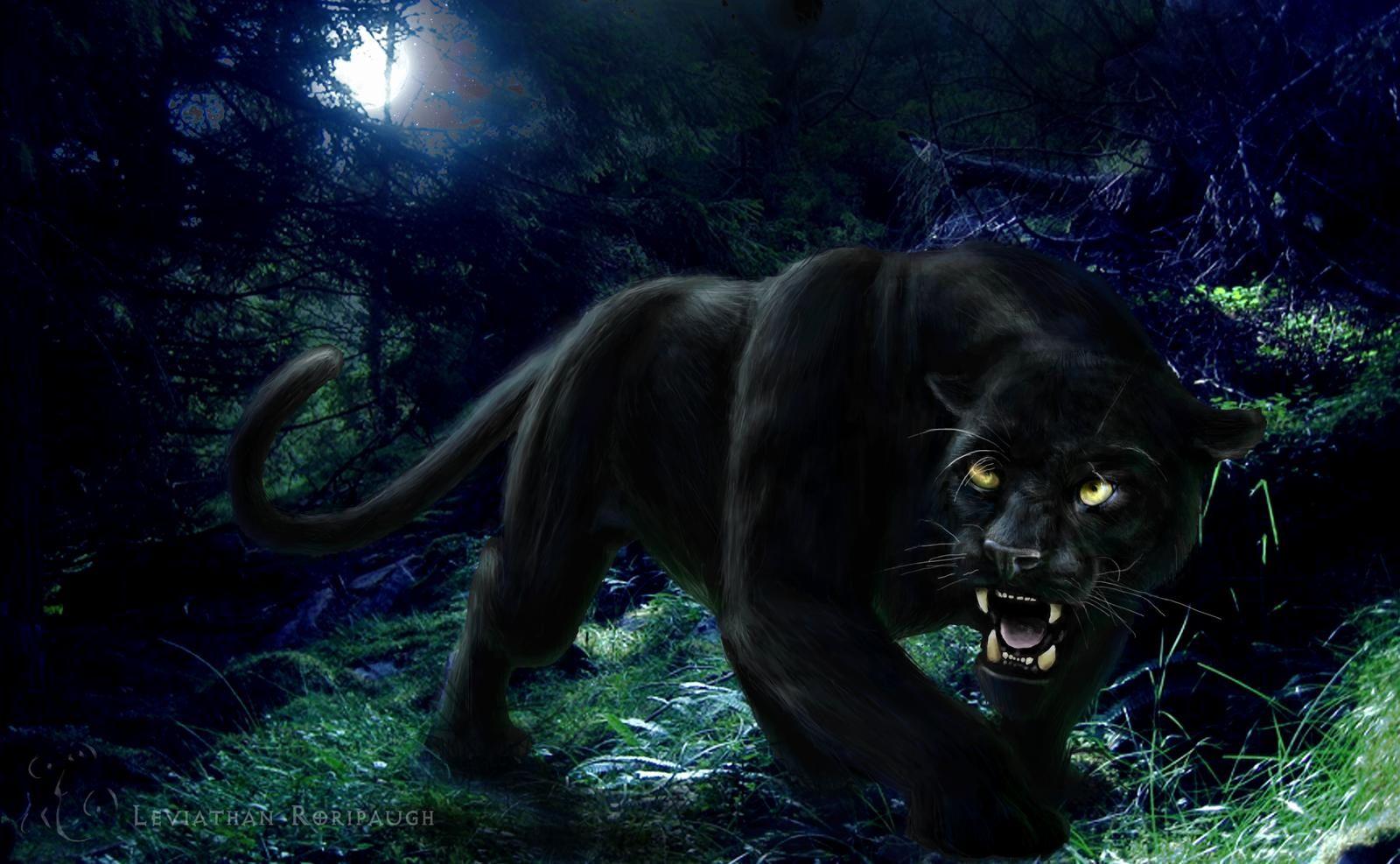 1600x987 Panther Wallpaper Awesome Black Panther Background This Year of The Hudson