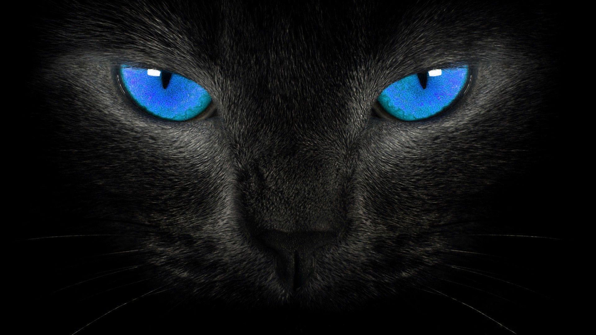Black Cat Blue Eyes Wallpapers - Top Free Black Cat Blue Eyes Backgrounds -  Wallpaperaccess