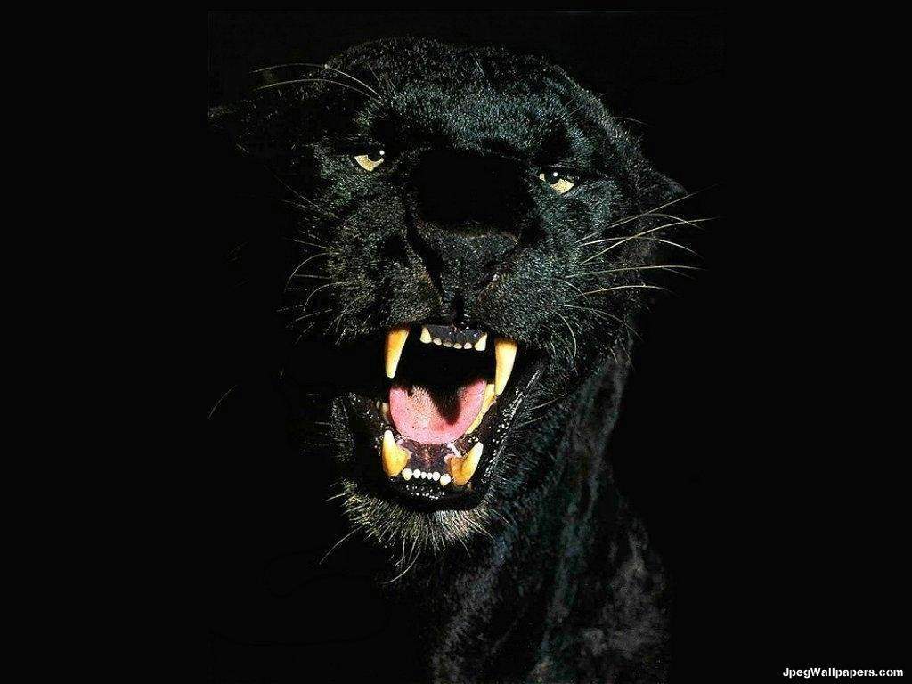 1024x768 Black Panther wallpaperx768