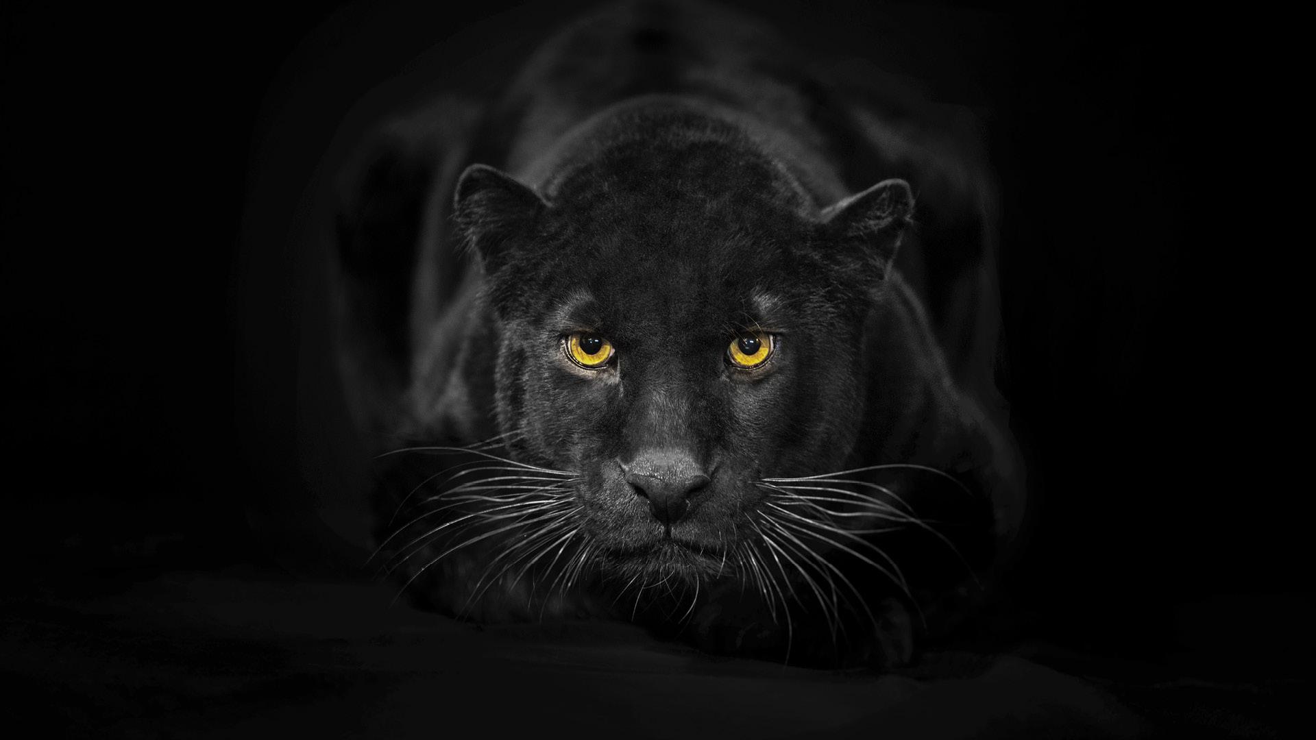 Black Panther Eyes Wallpapers - Top Free Black Panther Eyes Backgrounds