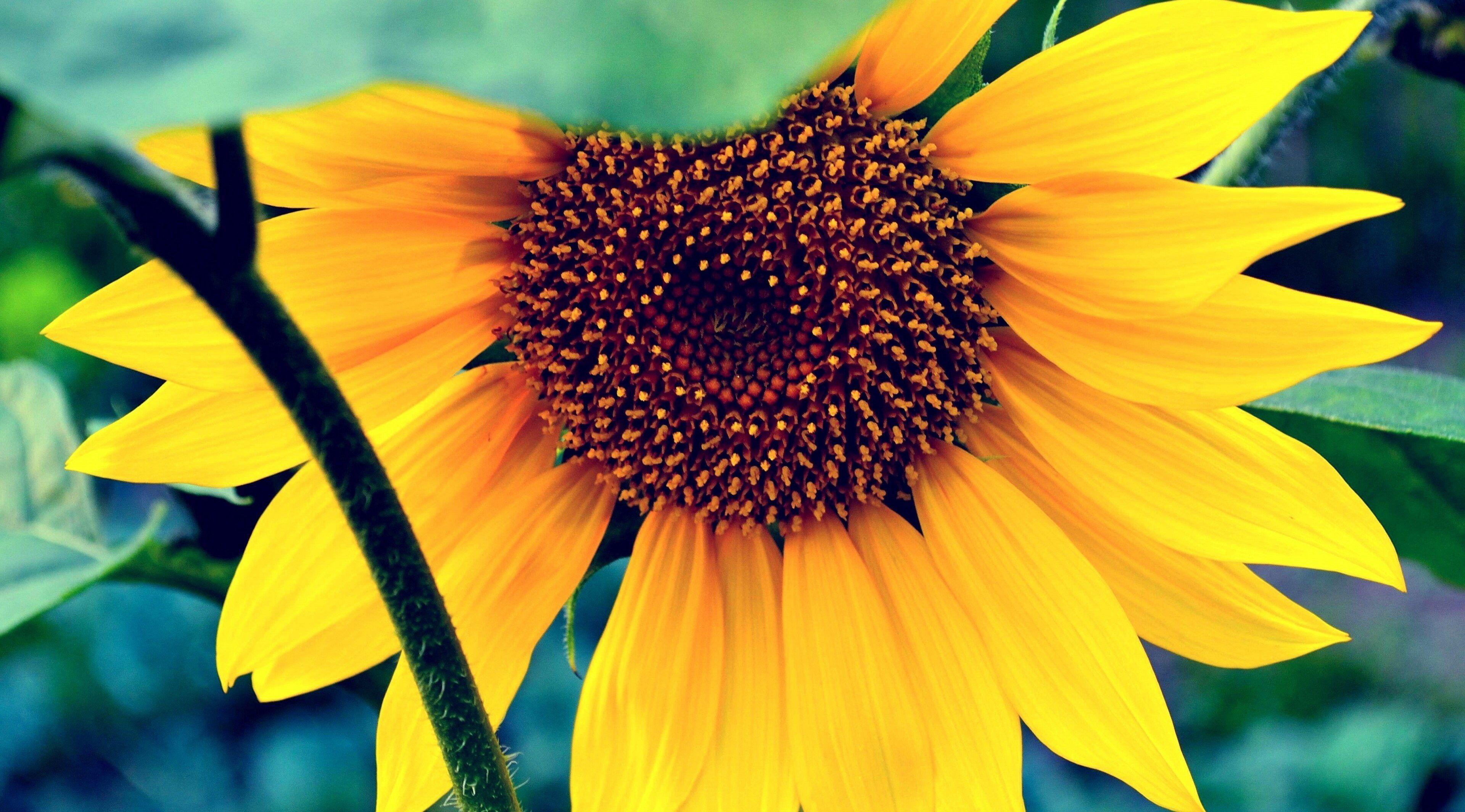 3840x2130 sunflower 4k cool background picture. Background picture, Wallpaper background, Cool background
