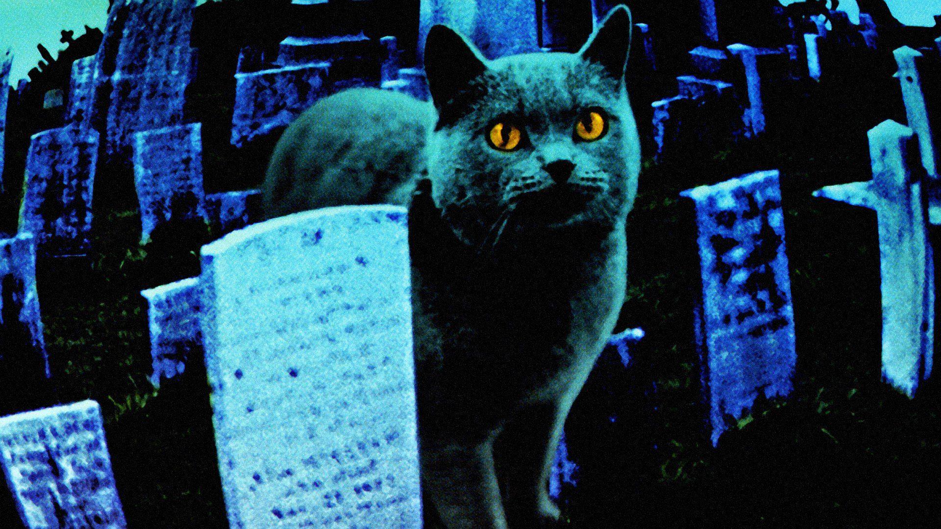 Ужасы кладбища животных. Кладбище домашних животных / Pet Sematary (1989). Кладбище домашних животных Черч.