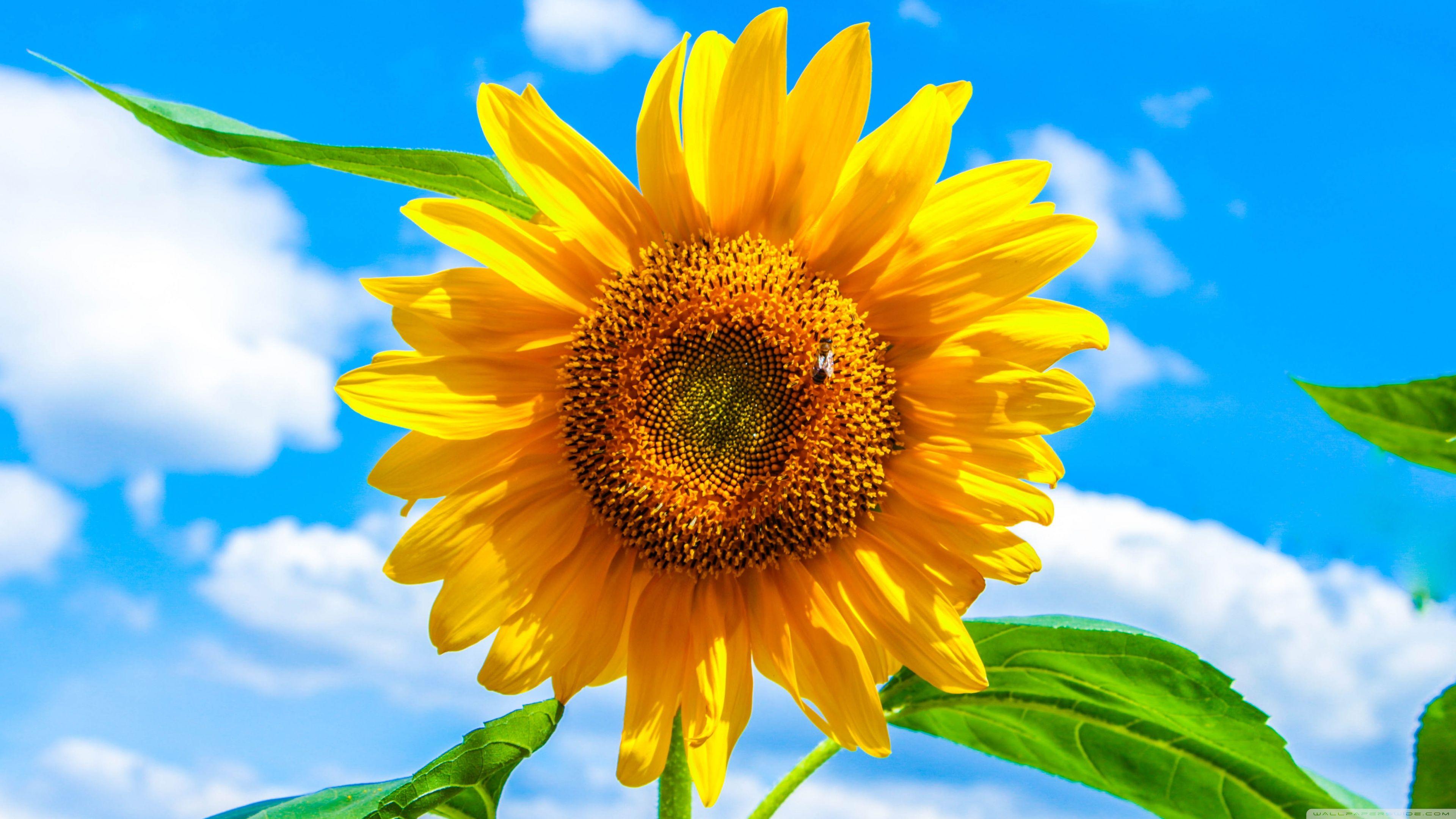 Sunflower 4k Wallpapers Top Free Sunflower 4k Backgrounds Wallpaperaccess 9144