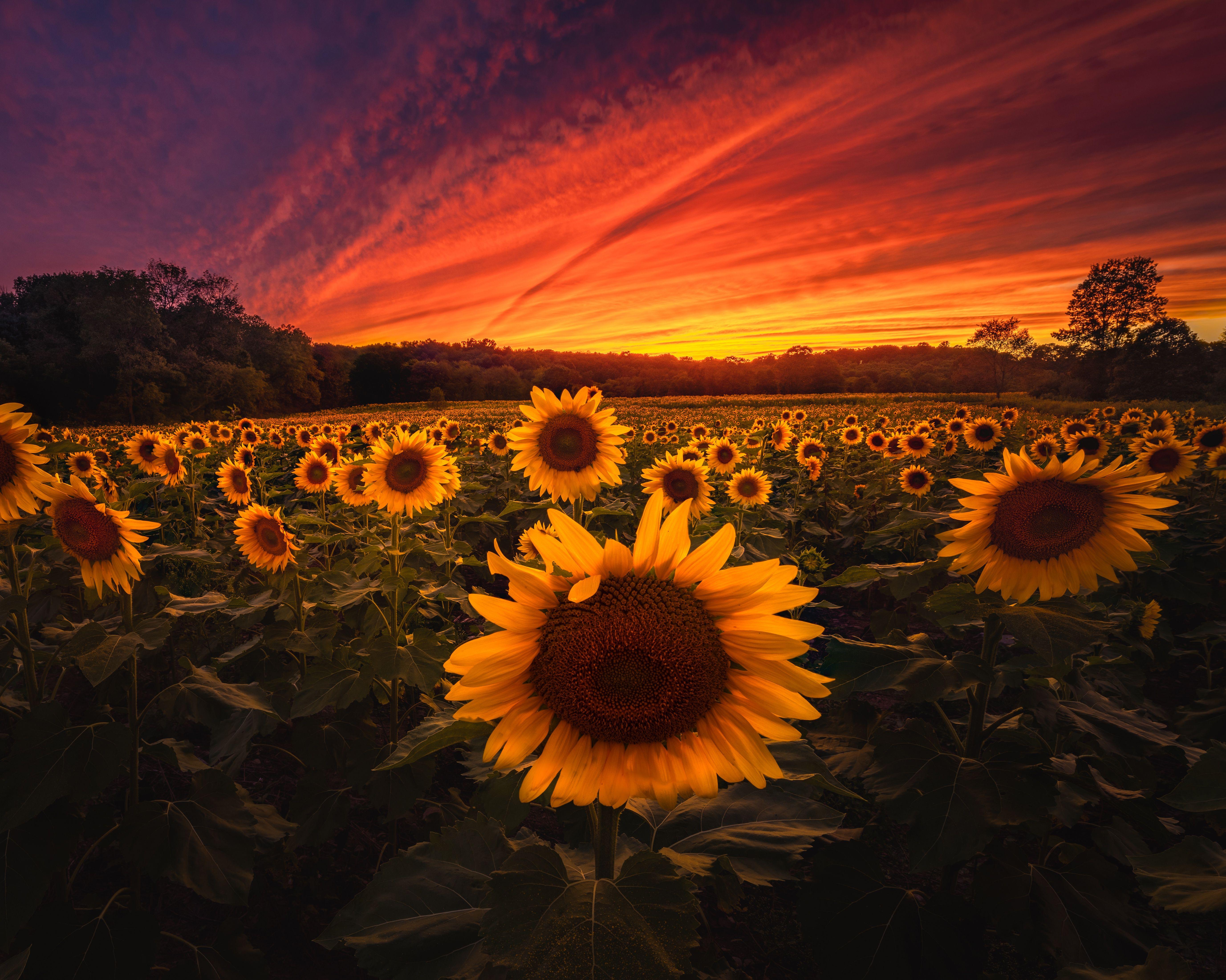 5508x4406 Wallpaper 4k Sunflower Field Sunflower Field 4k wallpaper, Sunflower Field landscape wallpaper 4k, Sunflower Field wallpaper