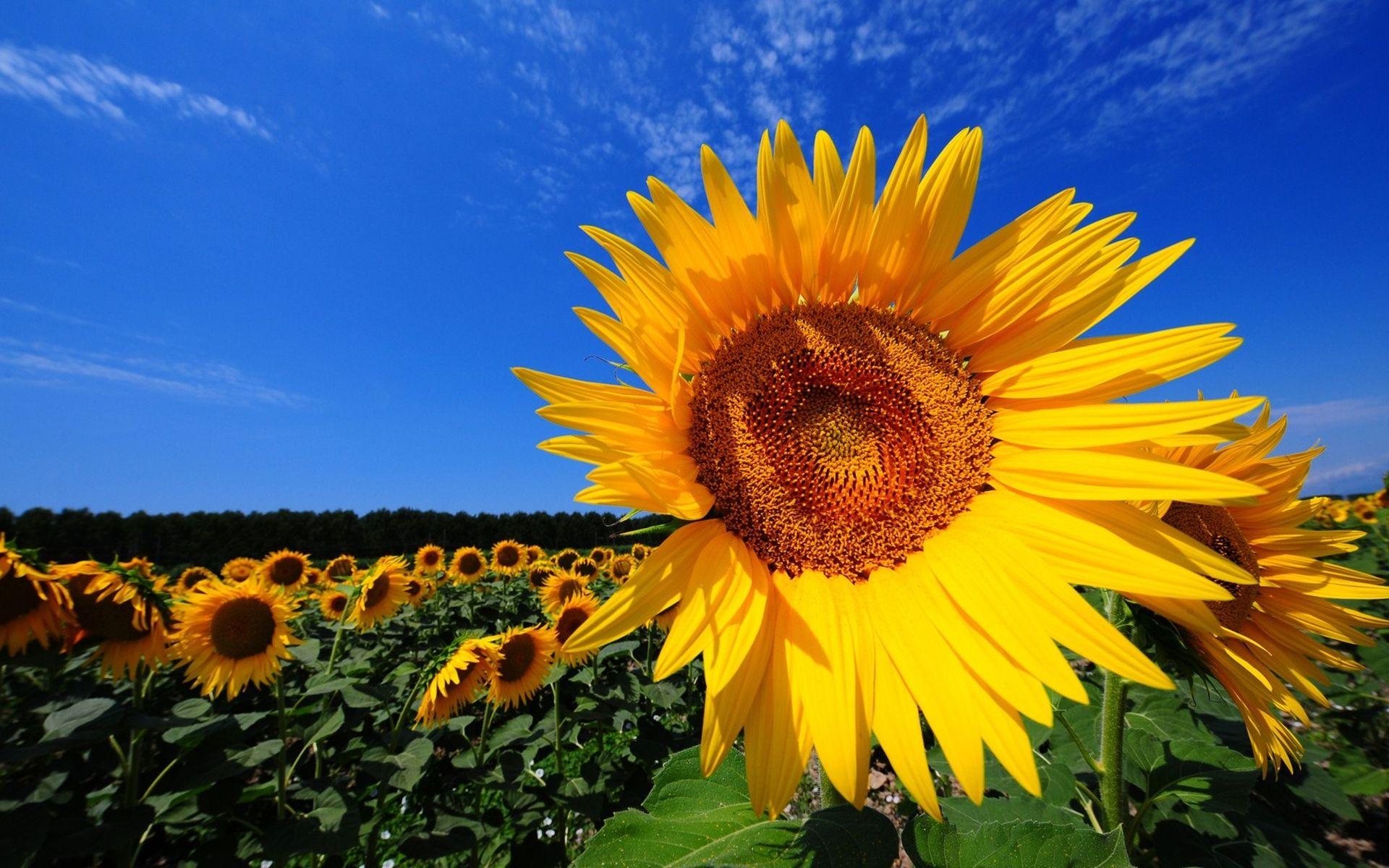 Sunflower 4k Wallpapers - Top Free Sunflower 4k Backgrounds - WallpaperAccess