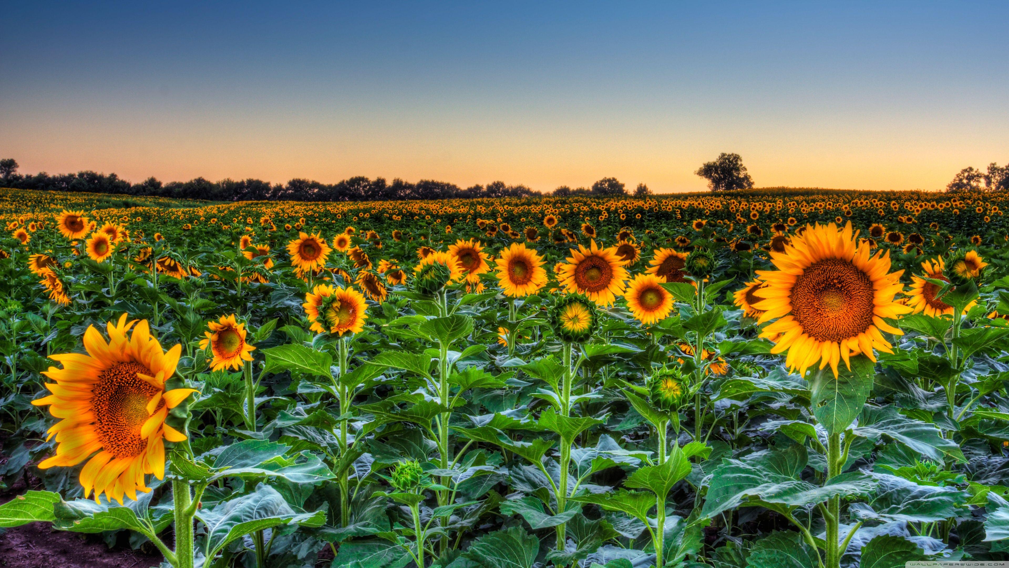 3840x2160 Sunflower Field Sunset Ultra HD Desktop Background Wallpaper for 4K UHD TV : Widescreen & UltraWide Desktop & Laptop : Multi Display, Dual Monitor : Tablet
