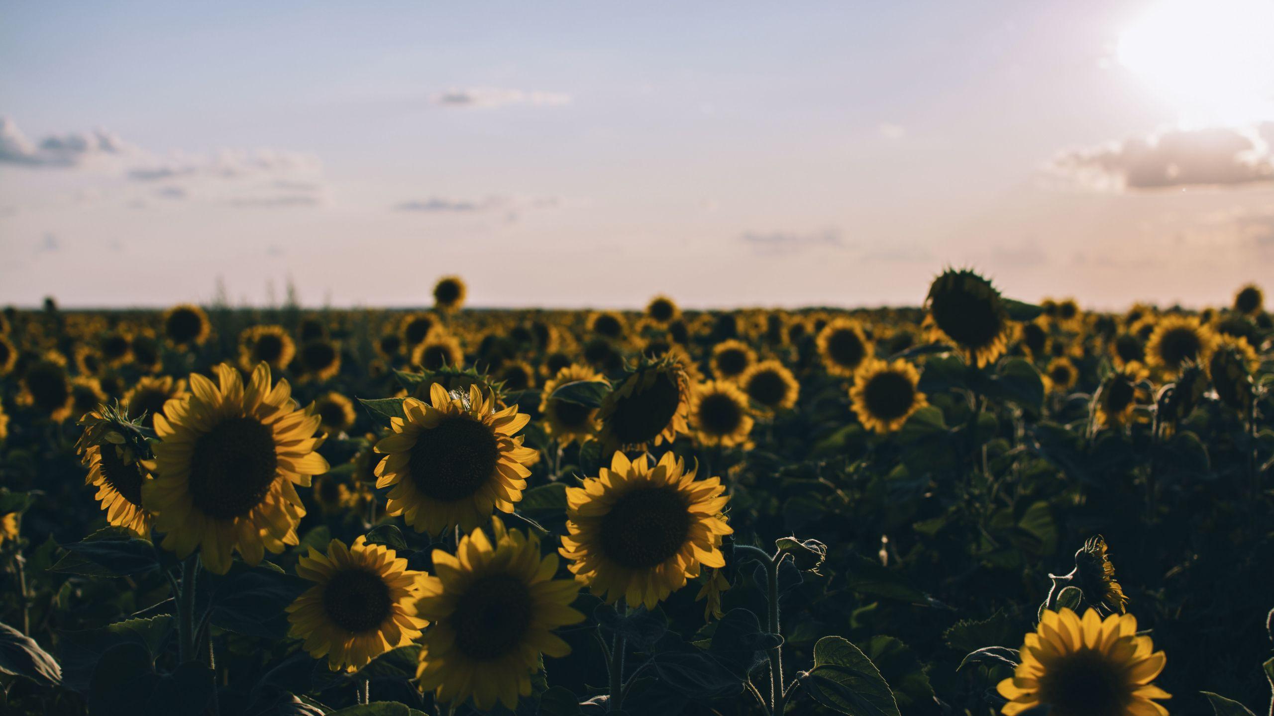 2560x1440 sunflowers, field, evening 1440P Resolution Wallpaper, HD Nature 4K Wallpaper, Image, Photo and Background