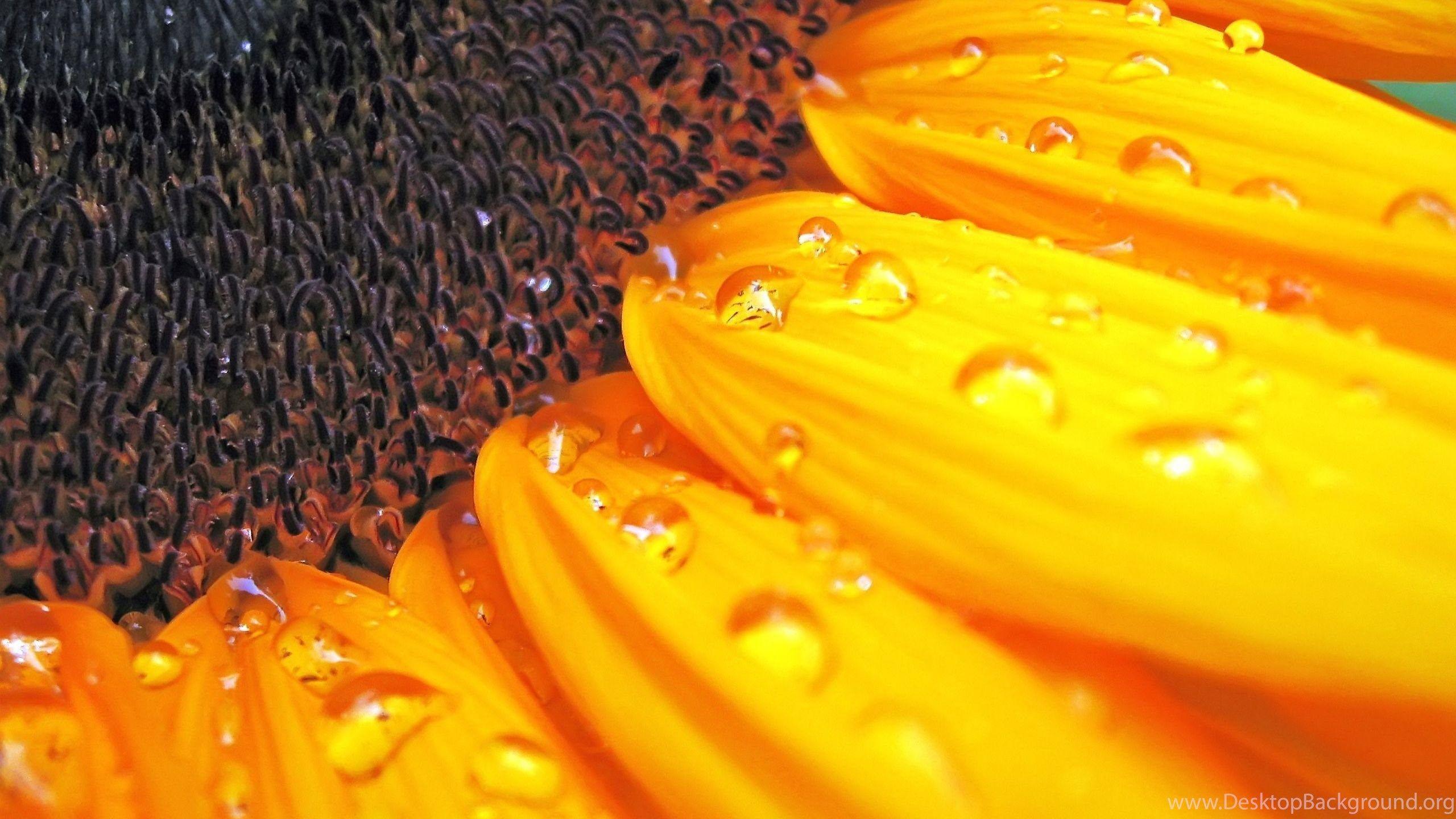 2560x1440 Best Sunflower 4K Or HD Wallpaper For Your PC, Mac Or Mobile Device Desktop Background
