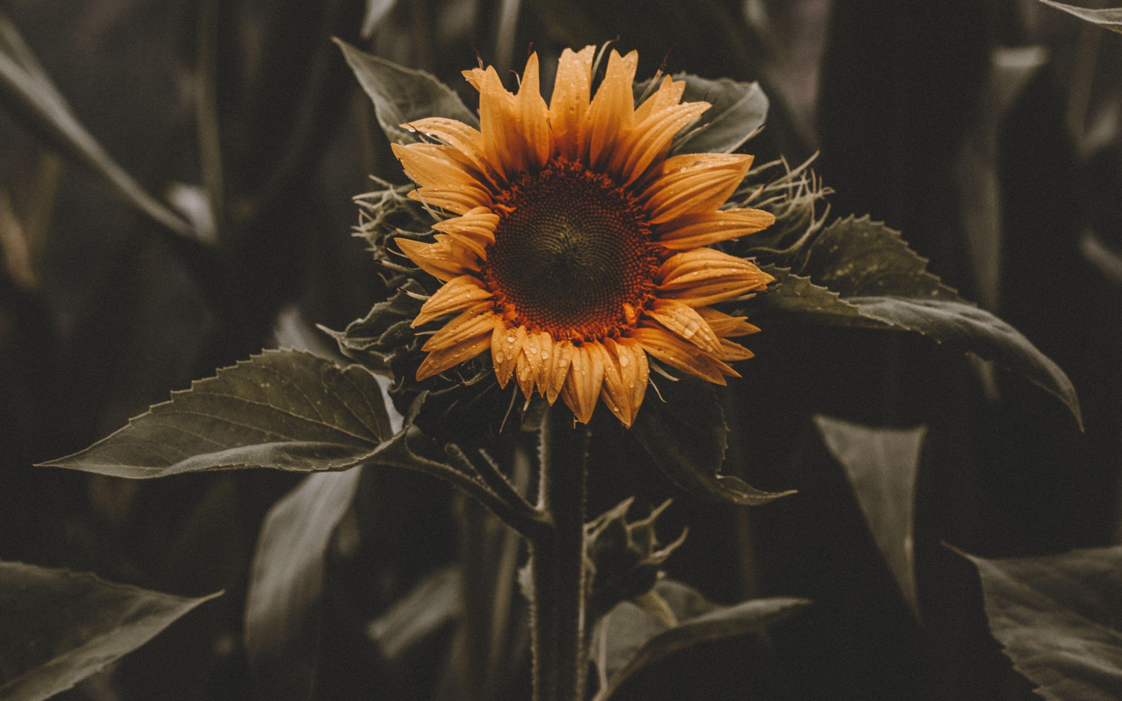Sunflower 4k Wallpapers Top Free Sunflower 4k Backgrounds Sunflower 4k Wallpapers Top Free Sunflower 4k Backgrounds