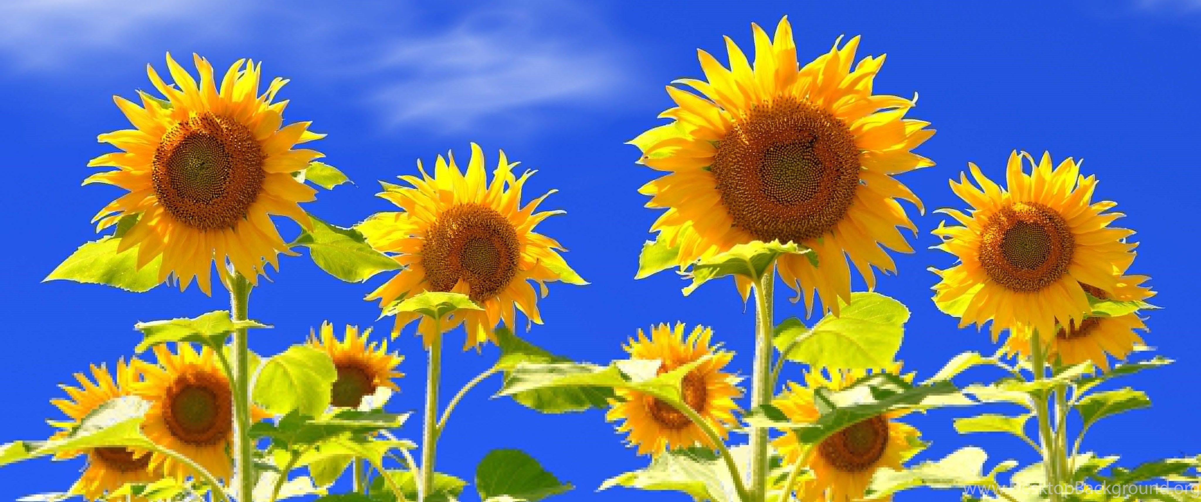 Sunflower 4k Wallpapers - Top Free Sunflower 4k Backgrounds ...