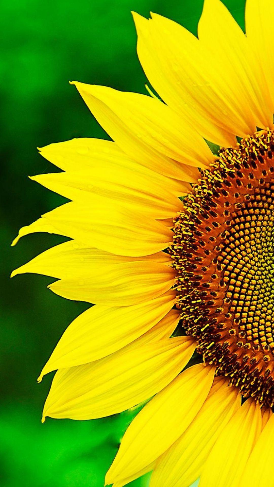 Sunflower 4k Wallpapers - Top Free Sunflower 4k Backgrounds - WallpaperAccess