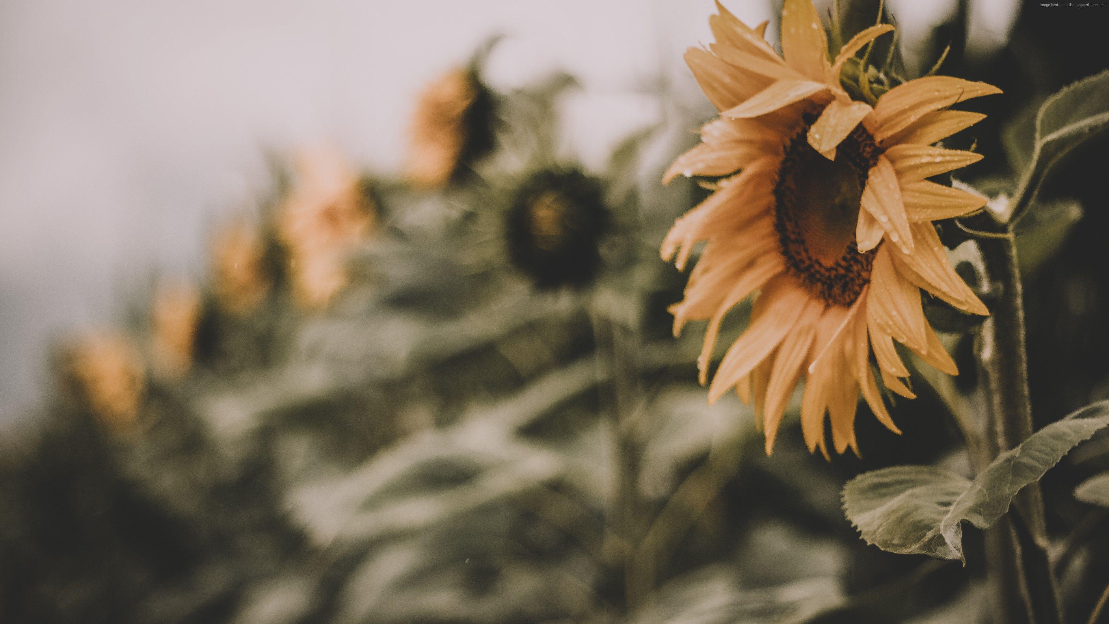 3840x2160 Wallpaper Sunflower, yellow, 5K, Nature Wallpaper Download Resolution 4K Wallpaper
