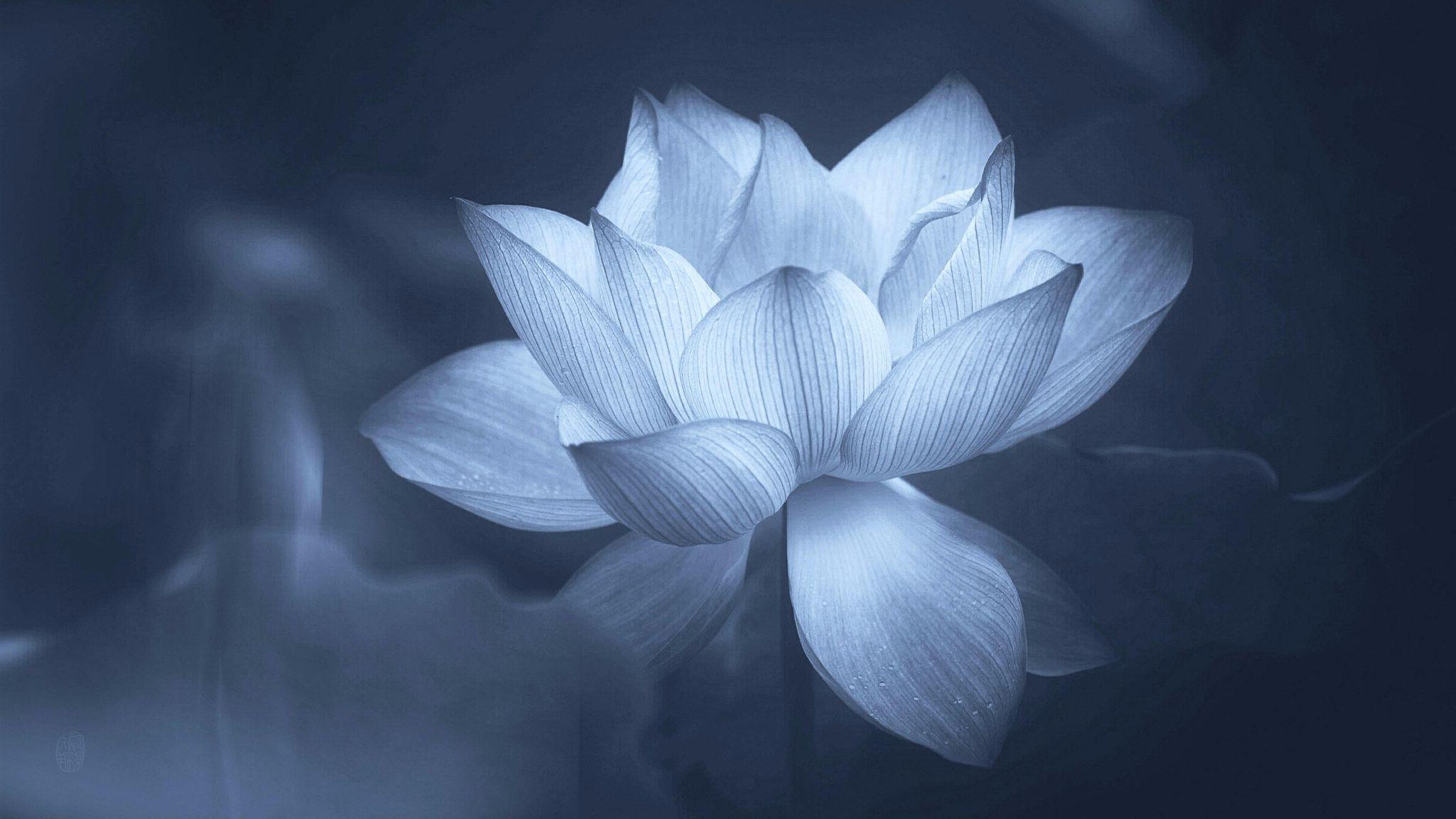 2048x1152 Flower Wallpaper • Greyscale photo of lotus flower, sacred lotus, petal, flora, aquatic plant wallpaper • Wallpaper For You The Best Wallpaper For Desktop & Mobile