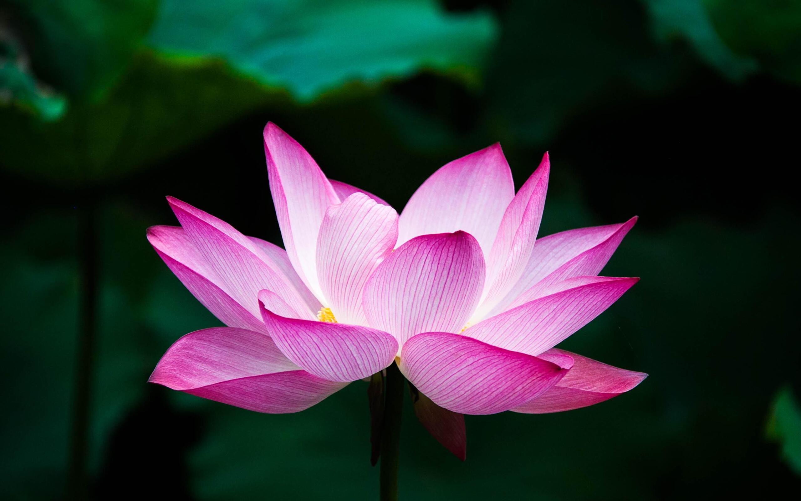 2560x1600 Pink and White Lotus (Photo credit to Hong Zhang) [2560 x 1600]
