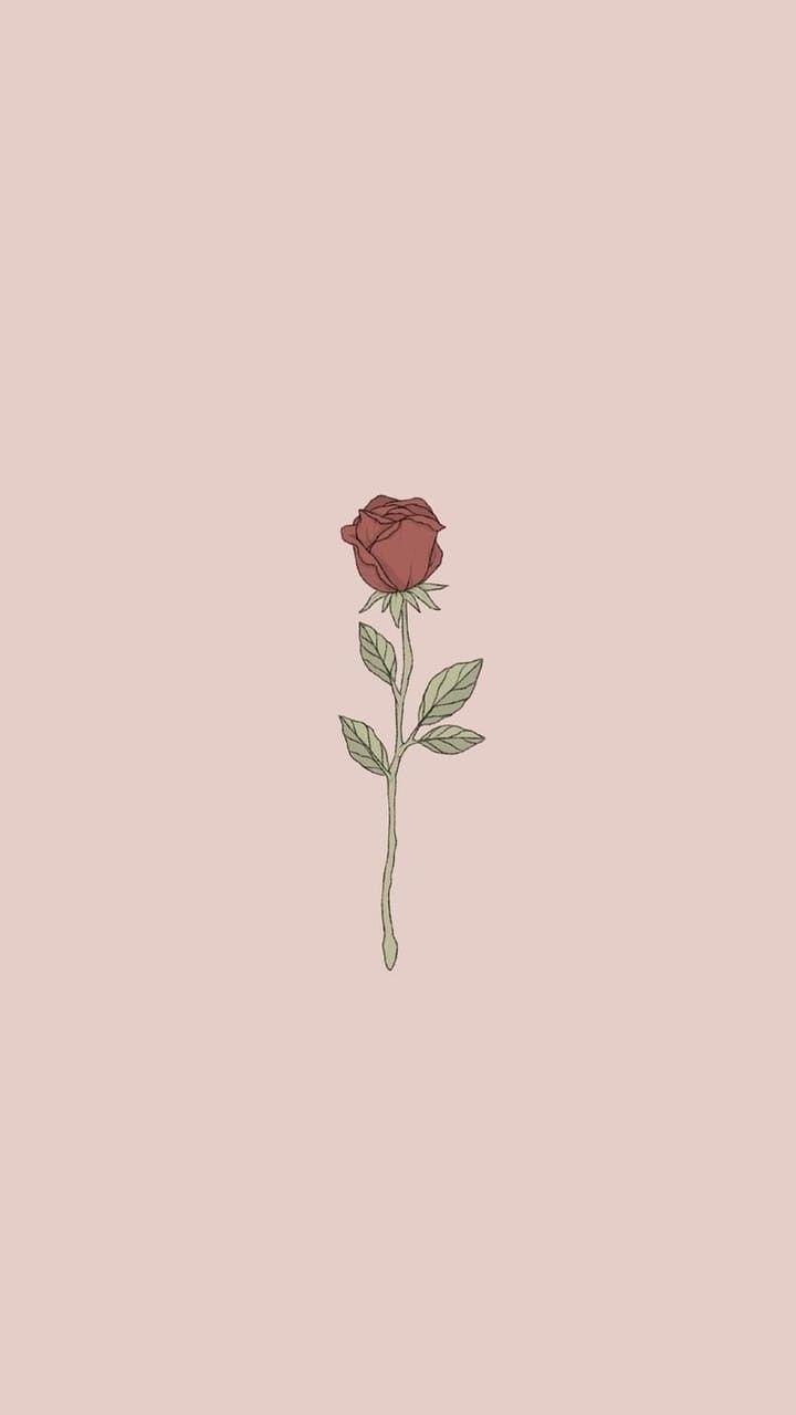 Hoa hồng đơn giản nhưng không kém phần yêu kiều. Hãy dừng lại và thưởng thức những vẻ đẹp đơn giản mà vẫn đầy ấn tượng.