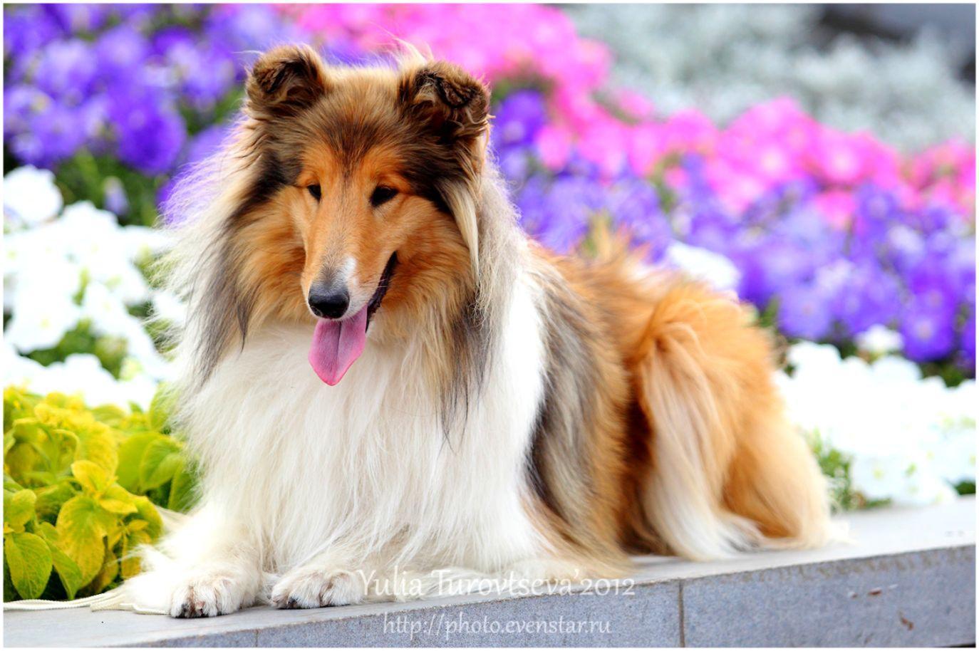 1374x914 Rough Collie Dogs Wallpaper