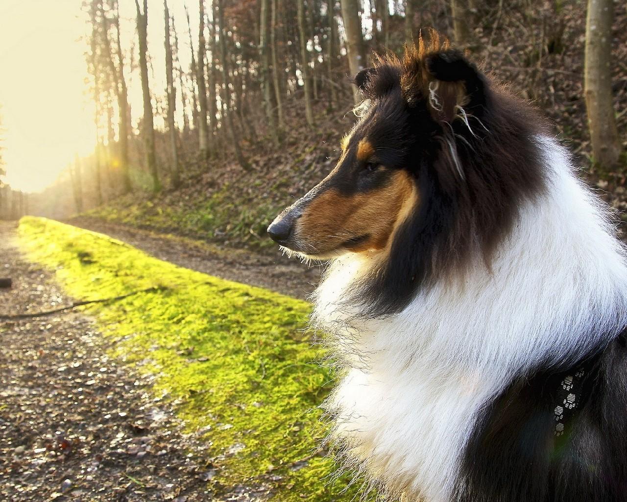 1280x1024 Rough Collie Best Wallpaper for Android