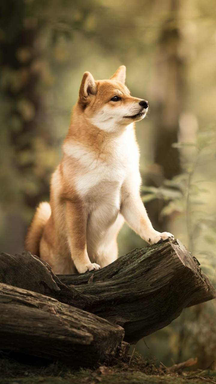 720x1280 Doge Wallpaper wallpaper
