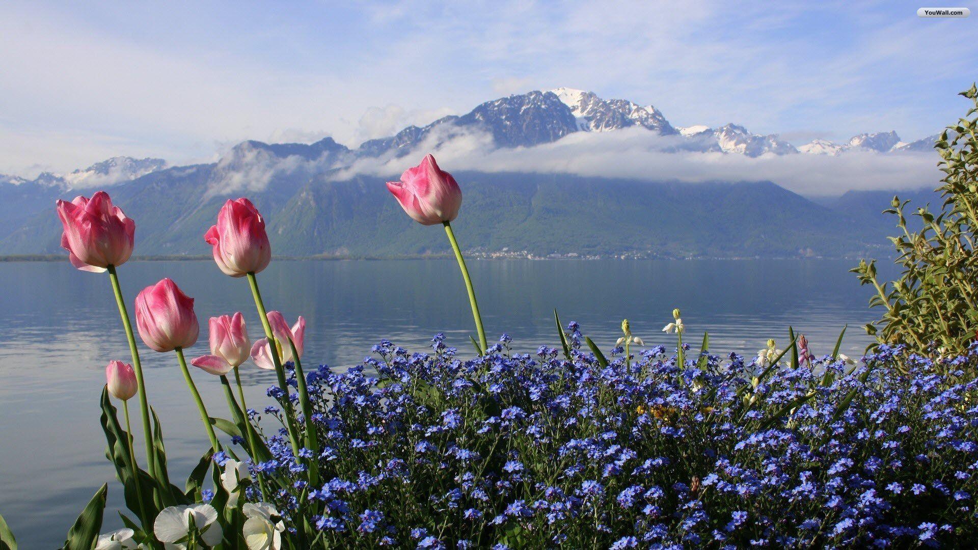 1920x1080 Mountain Pink Flowers Wallpaper. Fleurs, Environnement, Nature