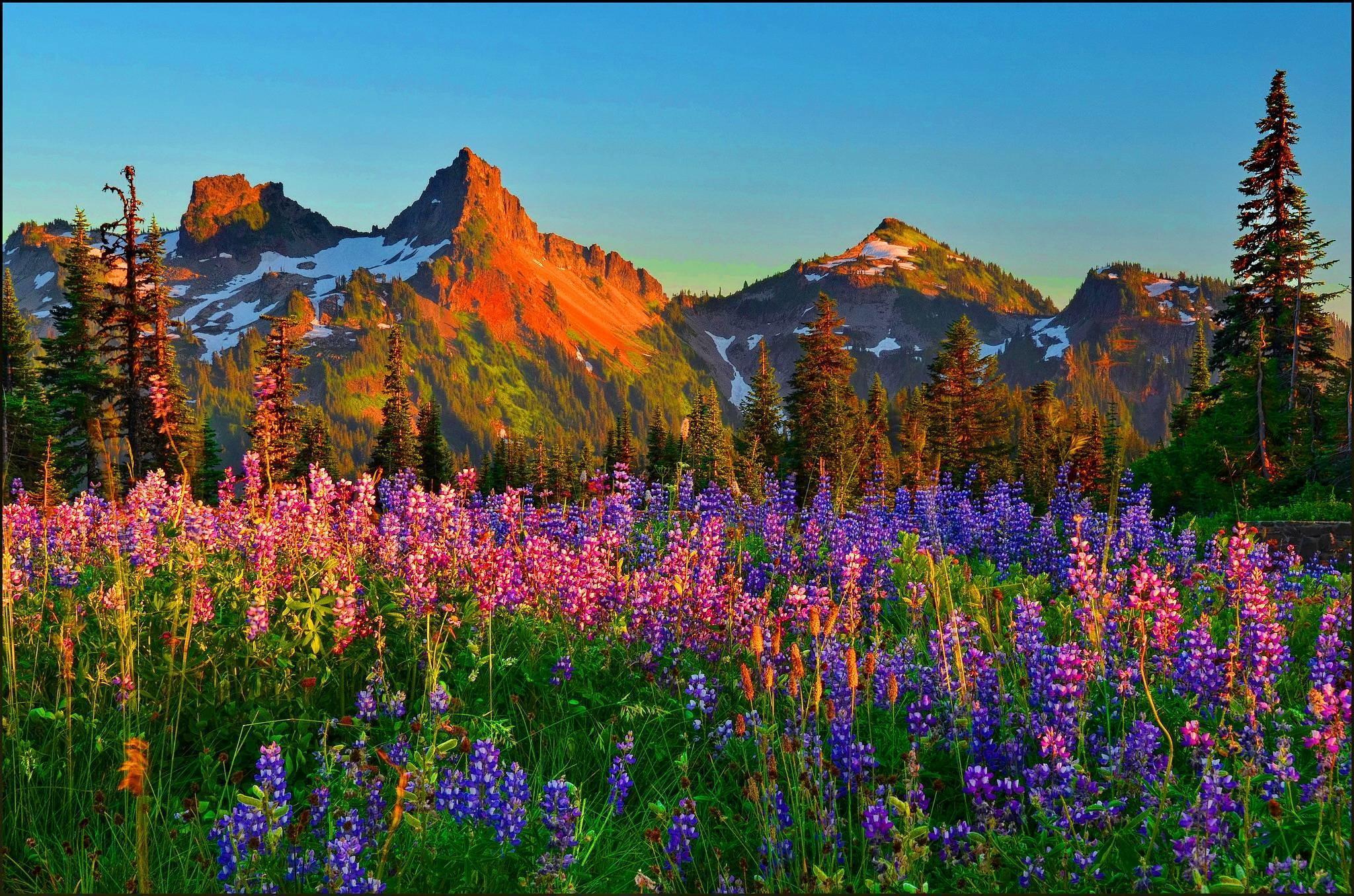 HD wallpaper Wild Flowers Mountain Filed beauty in nature flowering  plant  Wallpaper Flare
