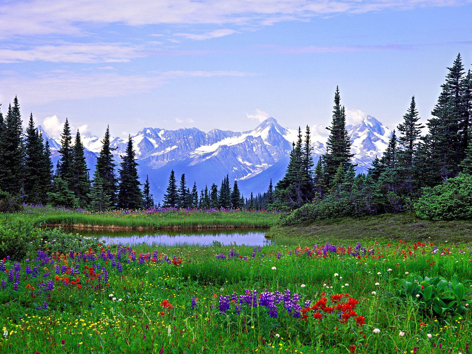 Floral Mountain Wallpapers - Top Free Floral Mountain Backgrounds ...