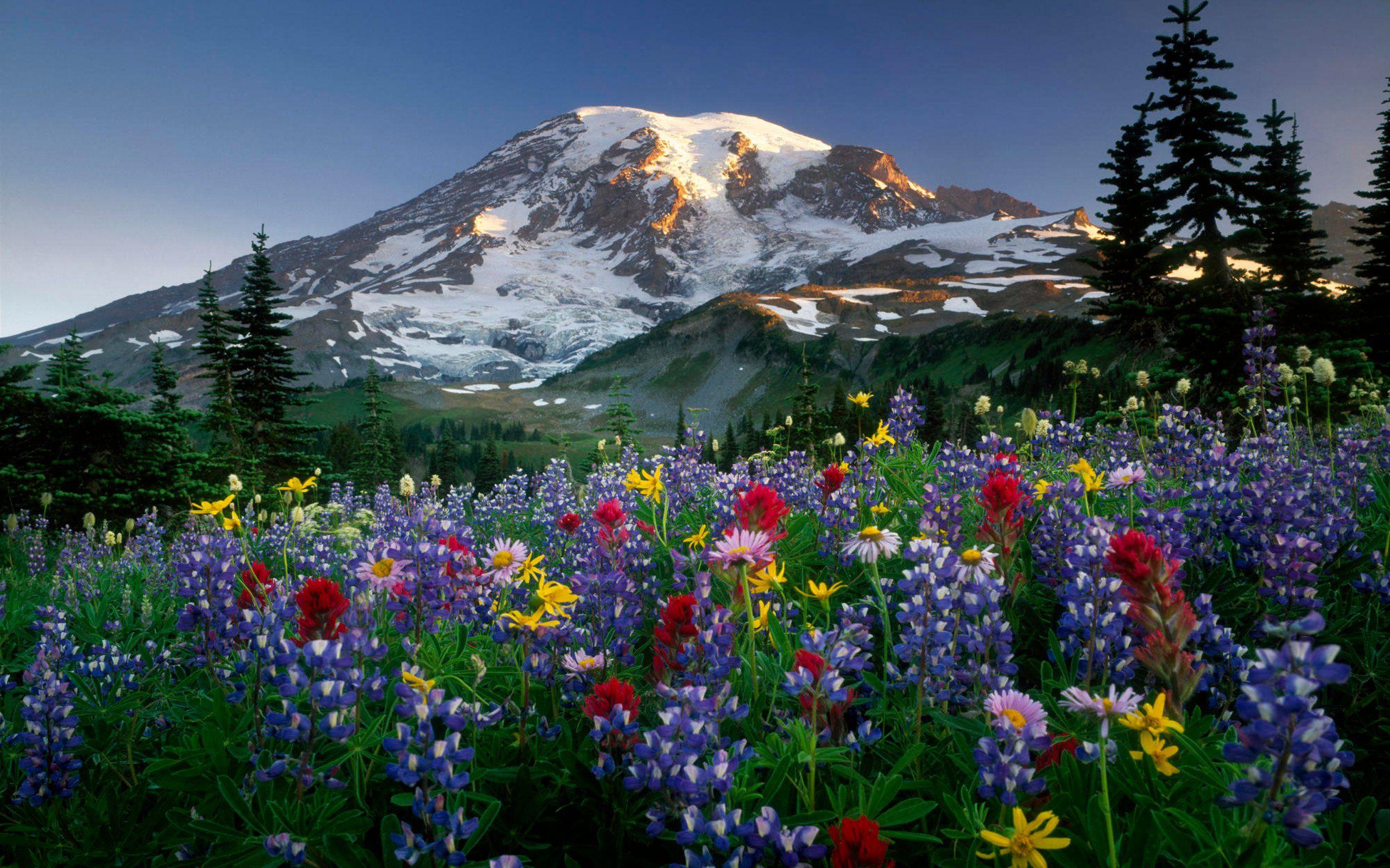 Floral Mountain Wallpapers - Top Free Floral Mountain Backgrounds ...