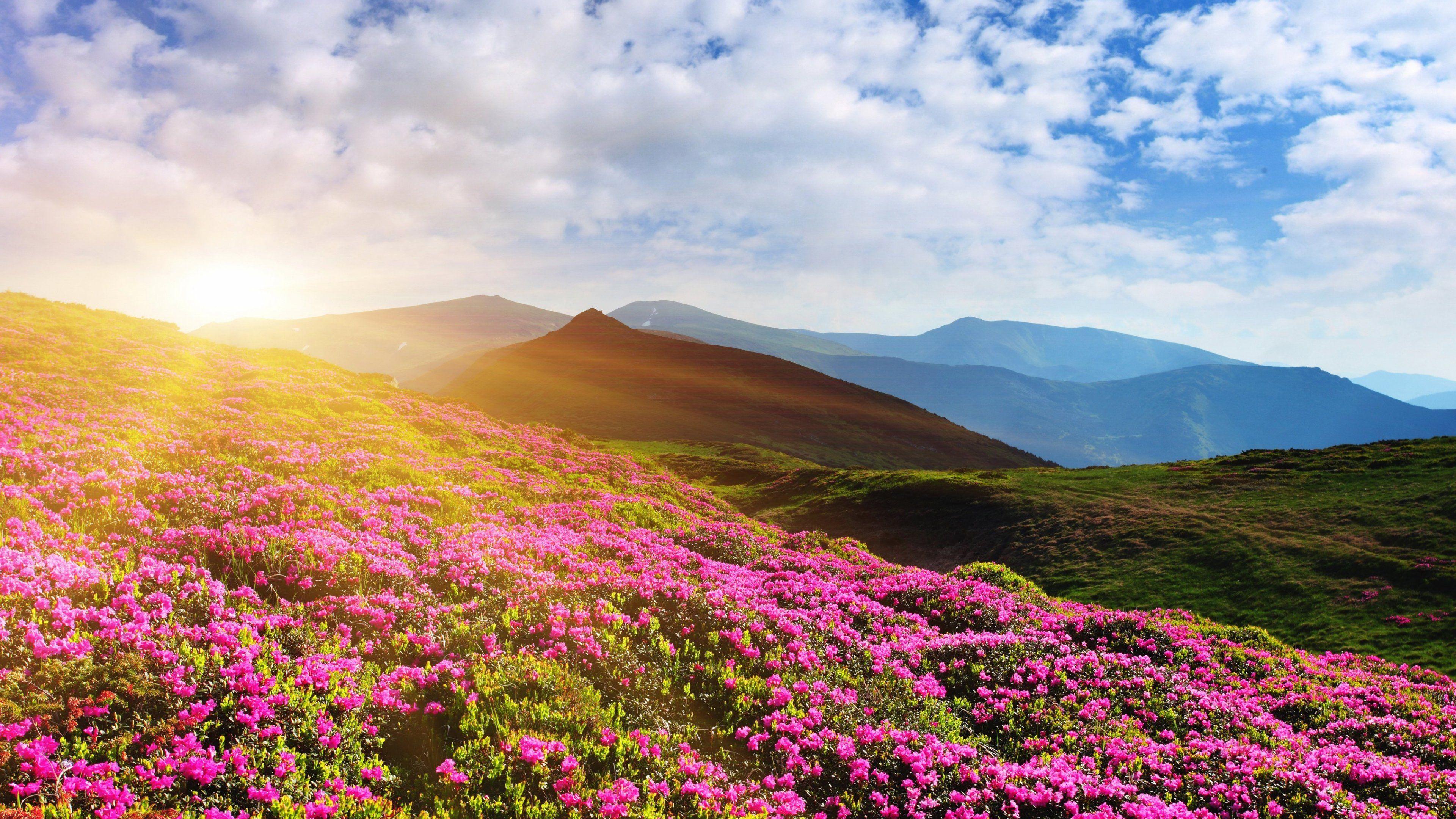 3840x2160 Rhododendron Flowers Wallpaper