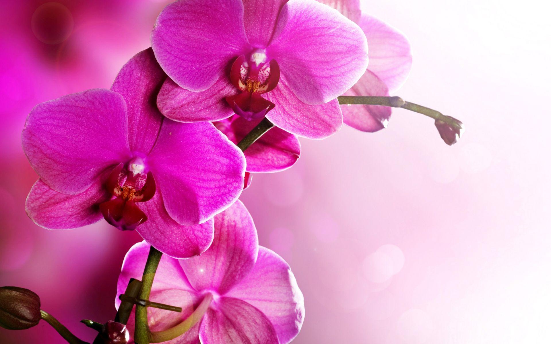 1920x1200 Orchid Wallpaper. Orchid Flowers Wallpaper, Orchid Wallpaper and Orchid Background