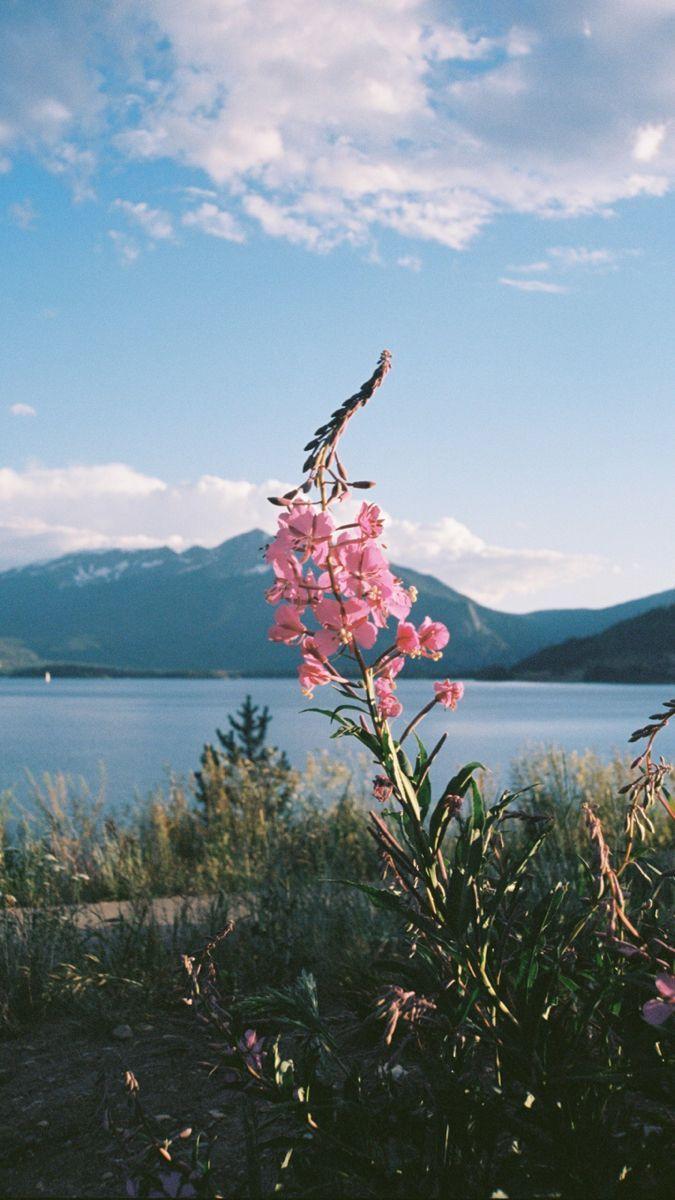 675x1200 Wallpaper phone iPhone background flowers nature mountain sky blue pink. Nature image, Phone wallpaper, Wonderful image