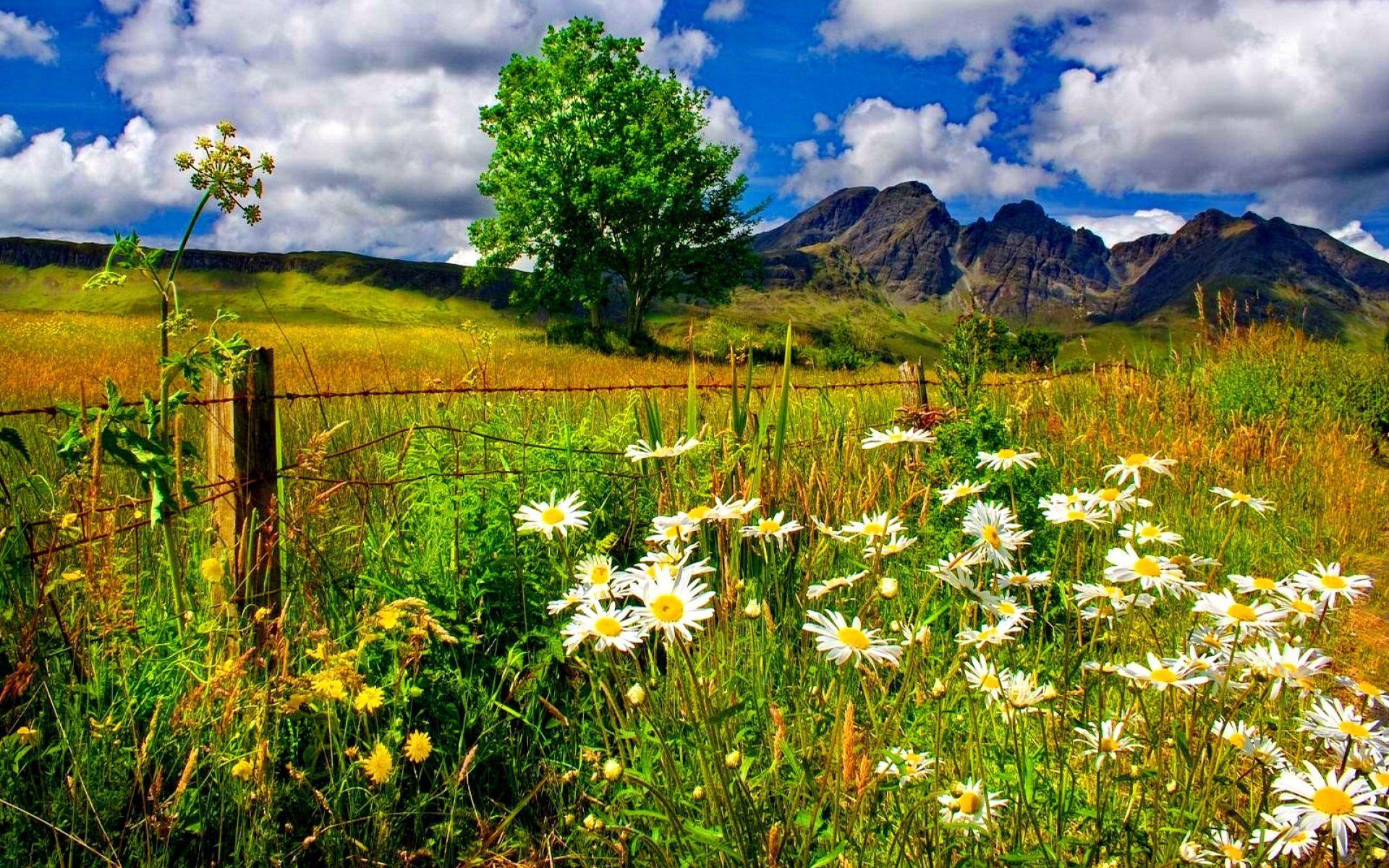 1920x1200 Daisies Growing in Mountain Field Computer Wallpaper, Desktop Backgroundx1200. Spring landscape, Photography wallpaper, Scenic photo