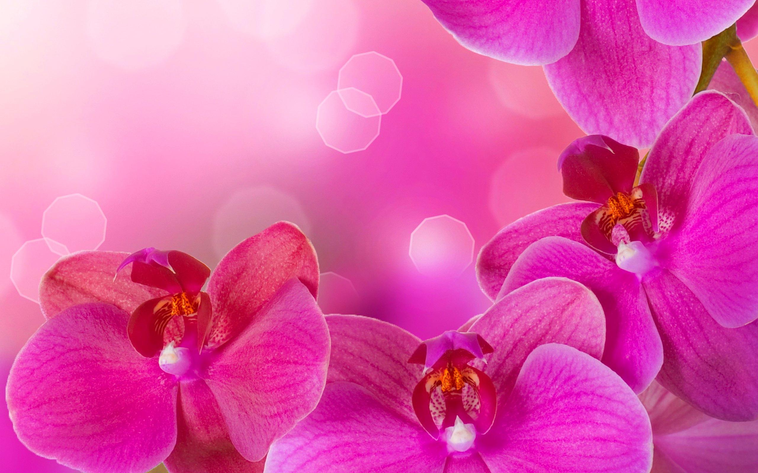 Pink Orchid Wallpapers Top Free Pink Orchid Backgrounds Wallpaperaccess