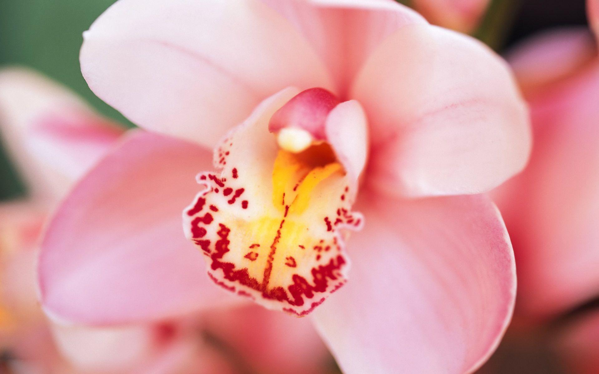 1920x1200 Pink Orchid Wallpaper