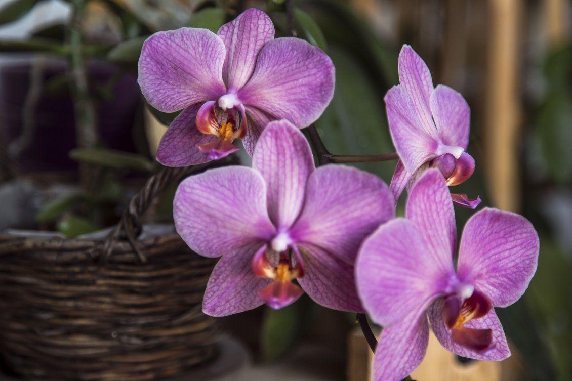1130x753 Pink orchid in a wooden basket