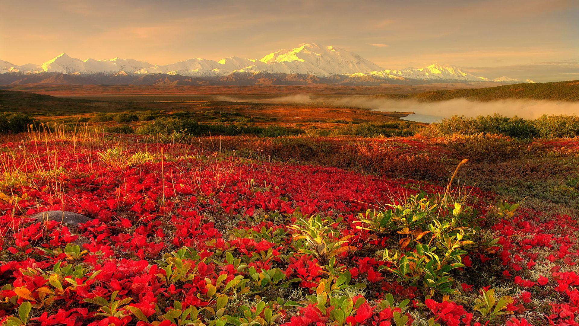 1920x1080 flower, Lake, Mountains, Scenic Wallpaper HD / Desktop and Mobile Background