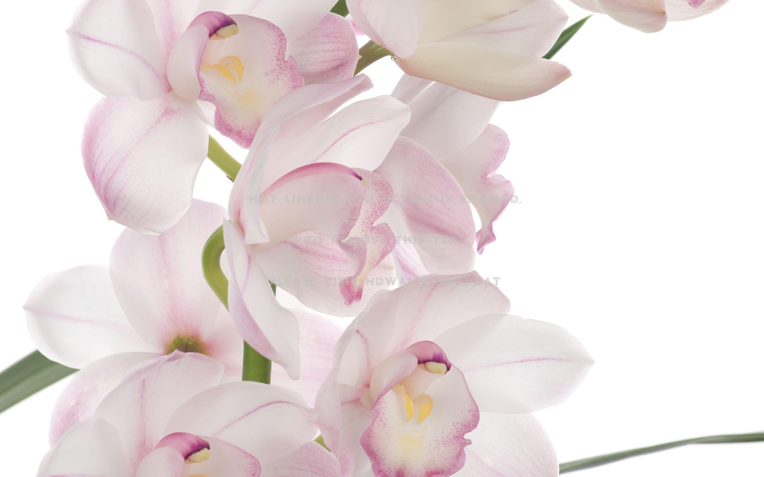 2560x1600 pink orchid flower simple background nature