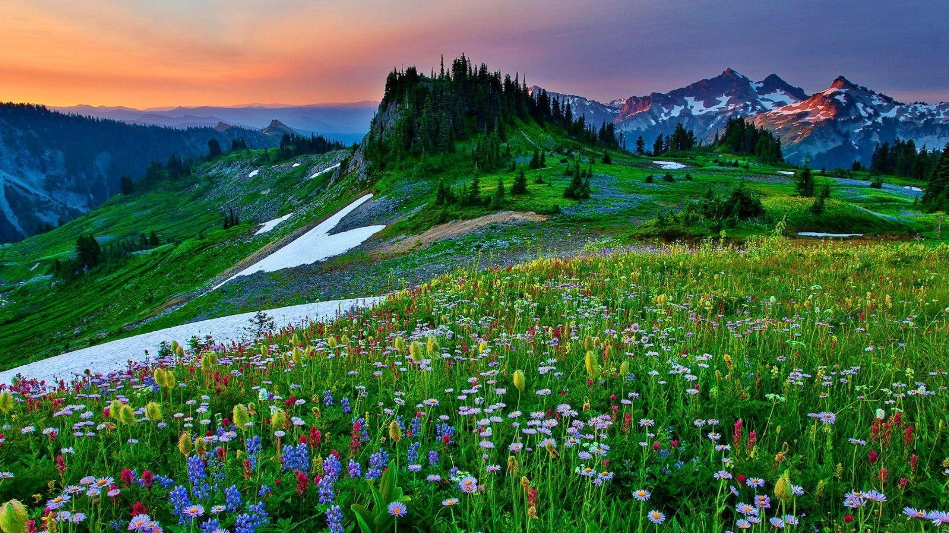1920x1080 Mountain Wildflowers Wallpaper