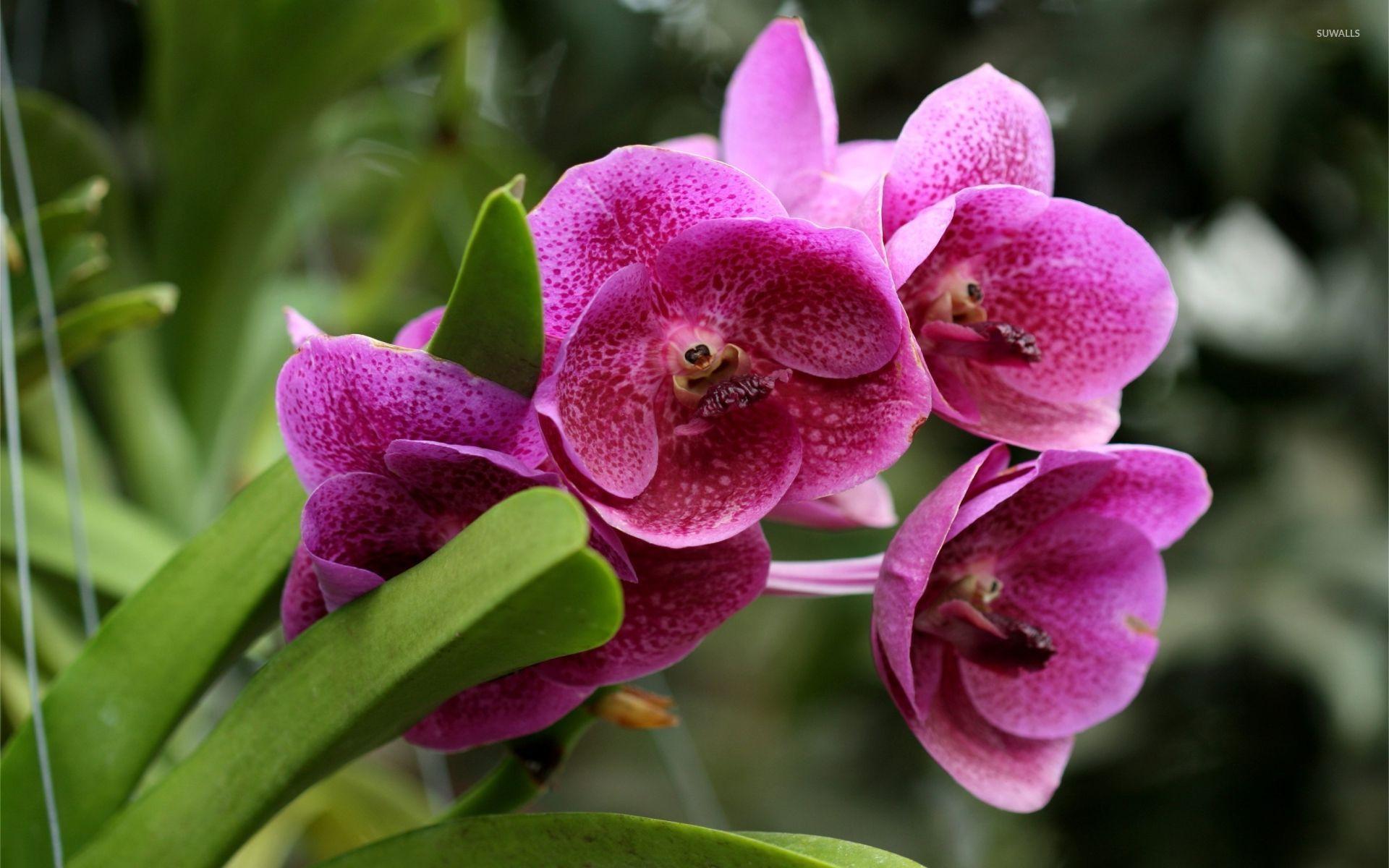 1920x1200 Pink orchids [3] wallpaper wallpaper